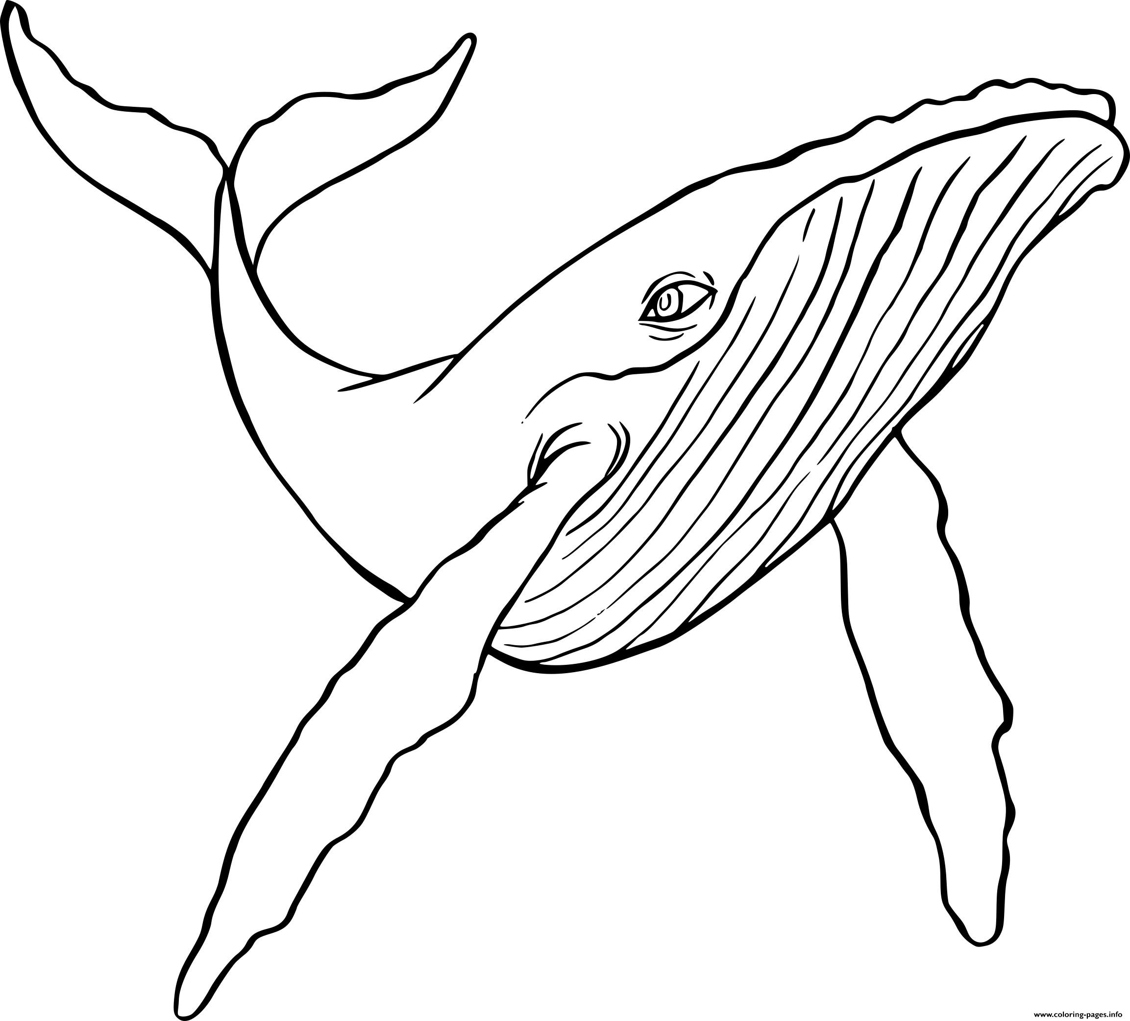 26 Humpback Whale Coloring Page KatrynCheryl