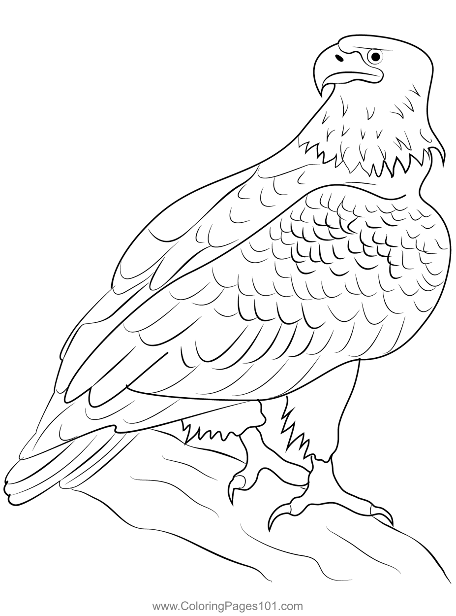 Adult Bald Eagle Coloring Page For Kids Free Hawks And Eagles Printable Coloring Pages Online