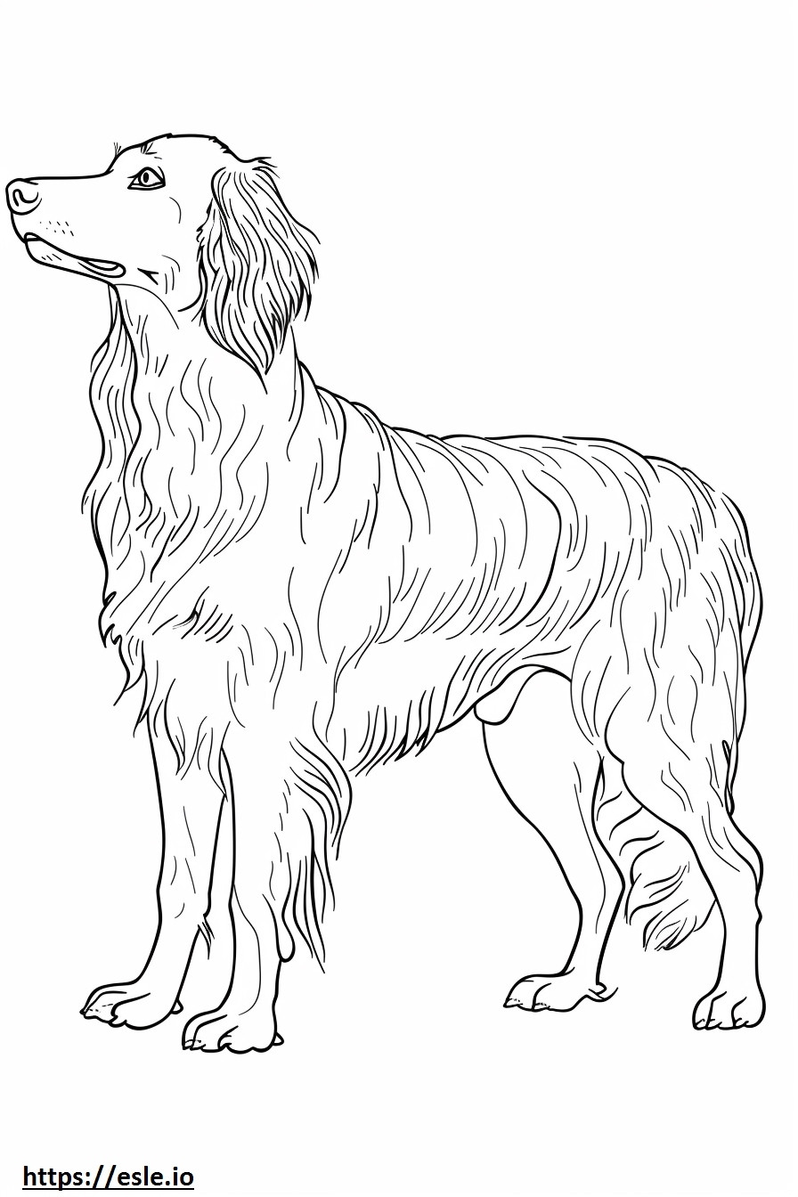 Afghan Hound Cartoon Coloring Page