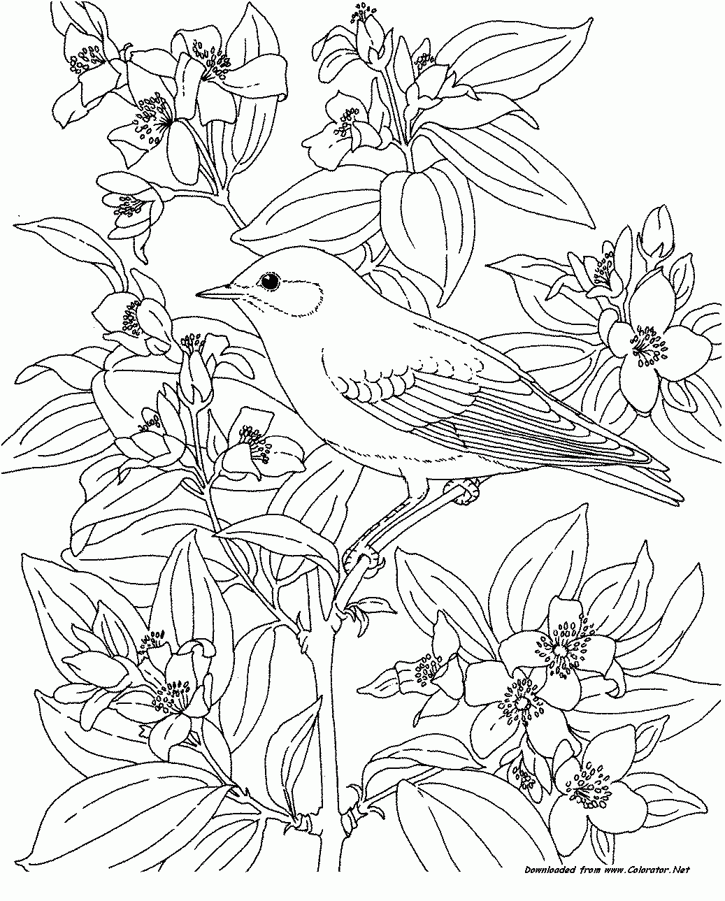 Bird Animals