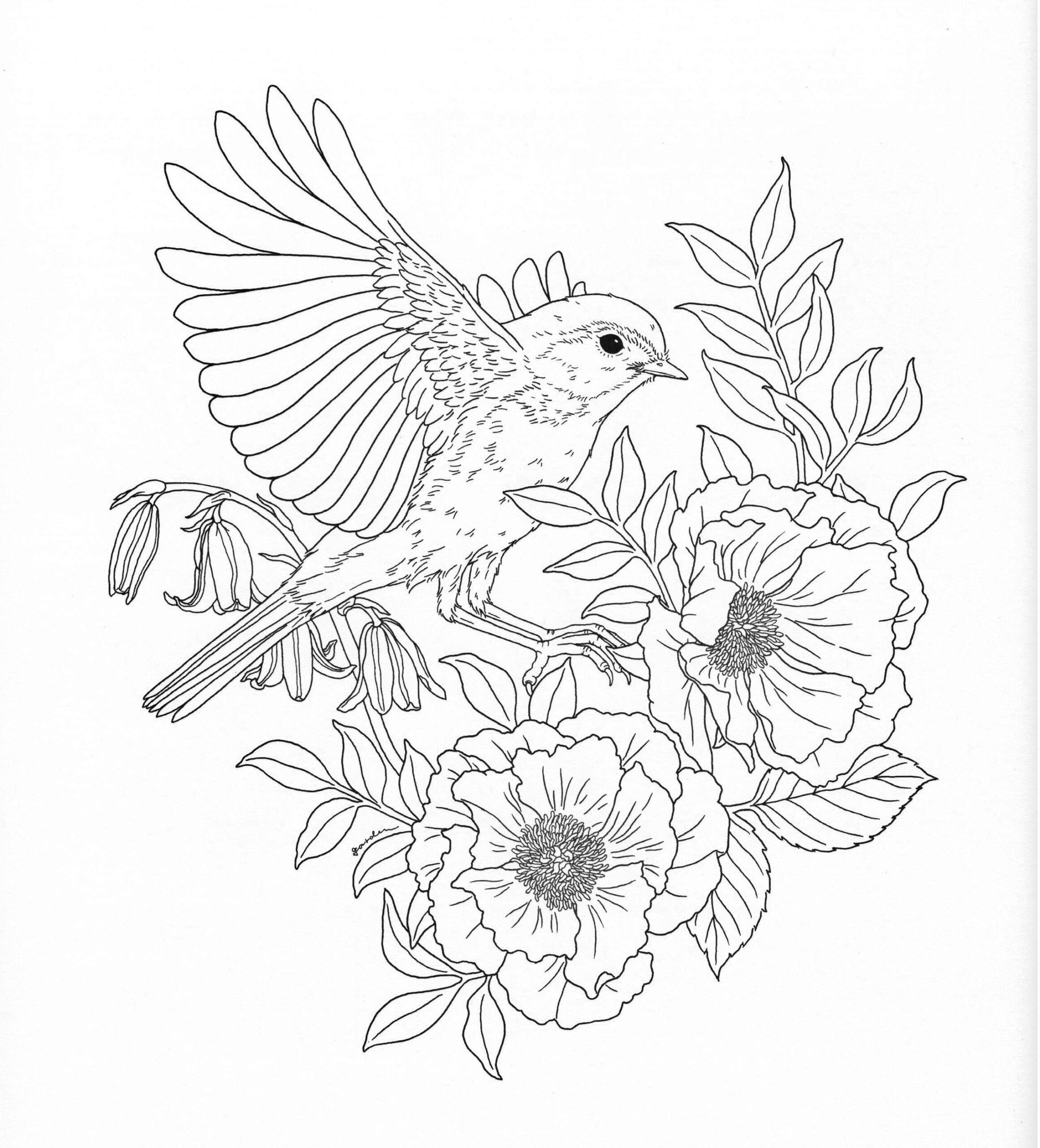 Bird Coloring Page Bird Coloring Pages Animal Coloring Pages Coloring Pages Nature