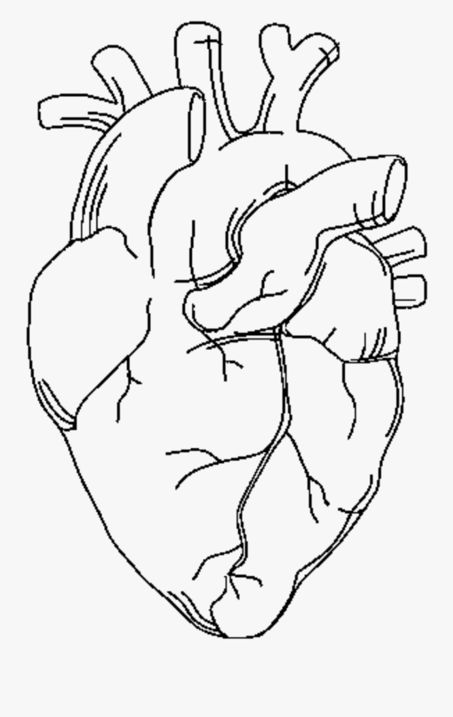 Anatomy/Emt Coloring Pages Printable