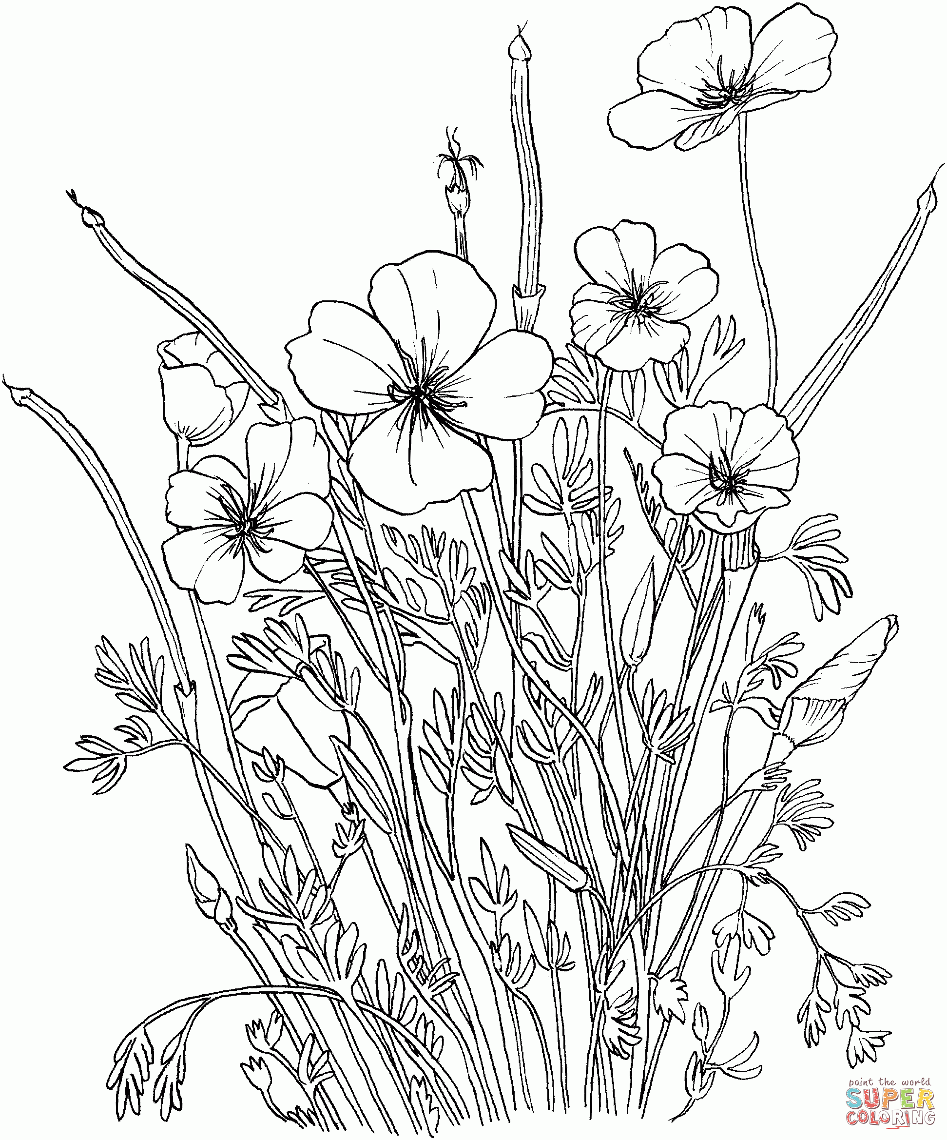 Coloring Pages Poppy Flower Coloring Home