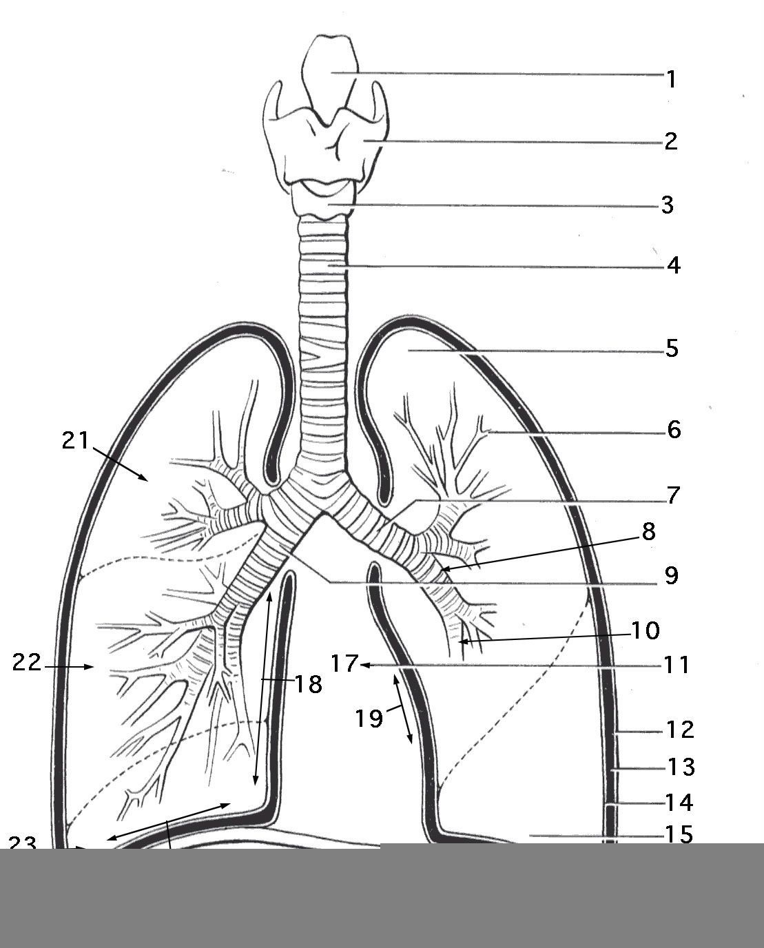 Emt Anatomy Worksheets Anatomy Worksheets