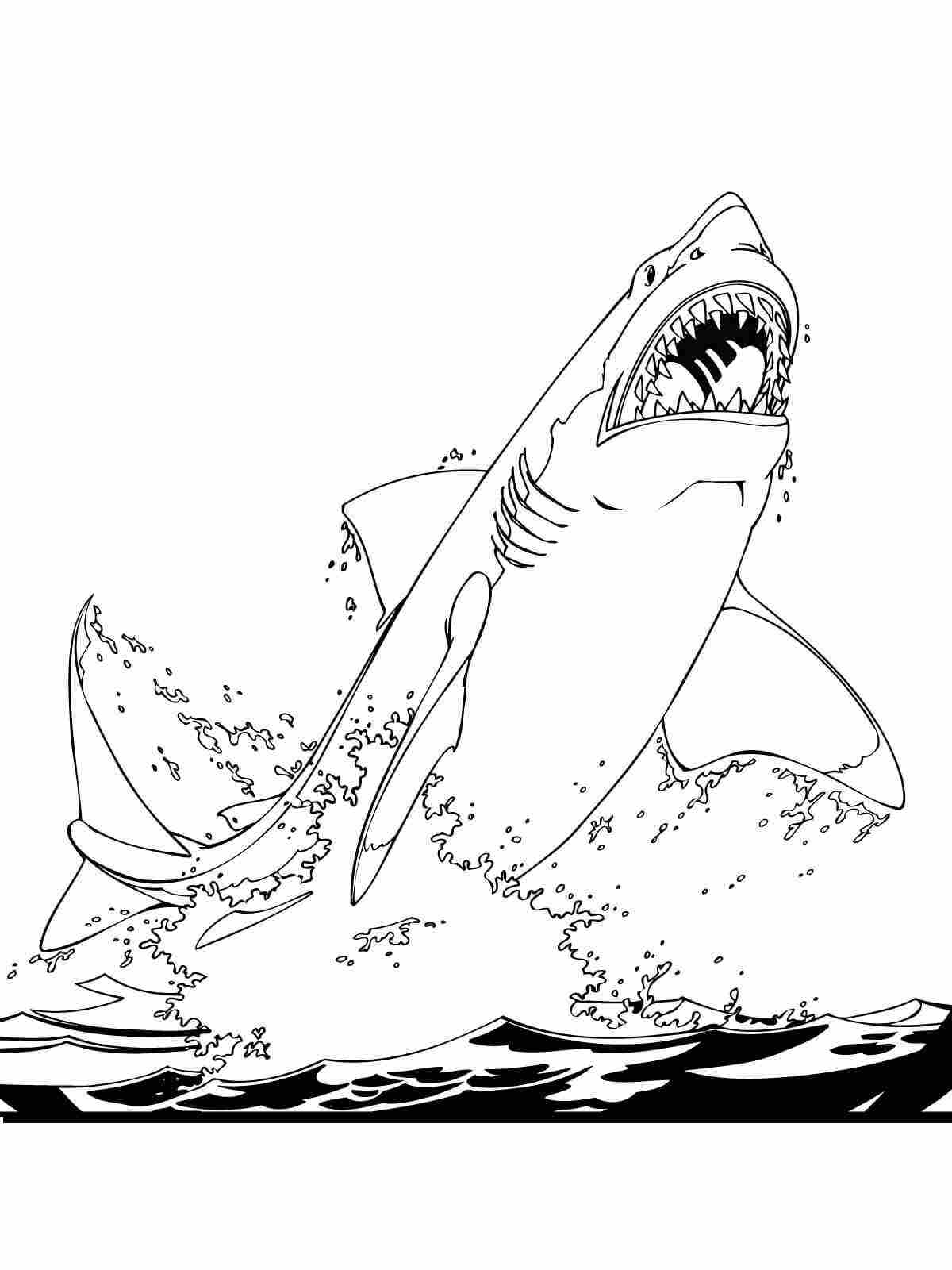 Free Printable Coloring Pages Sharks