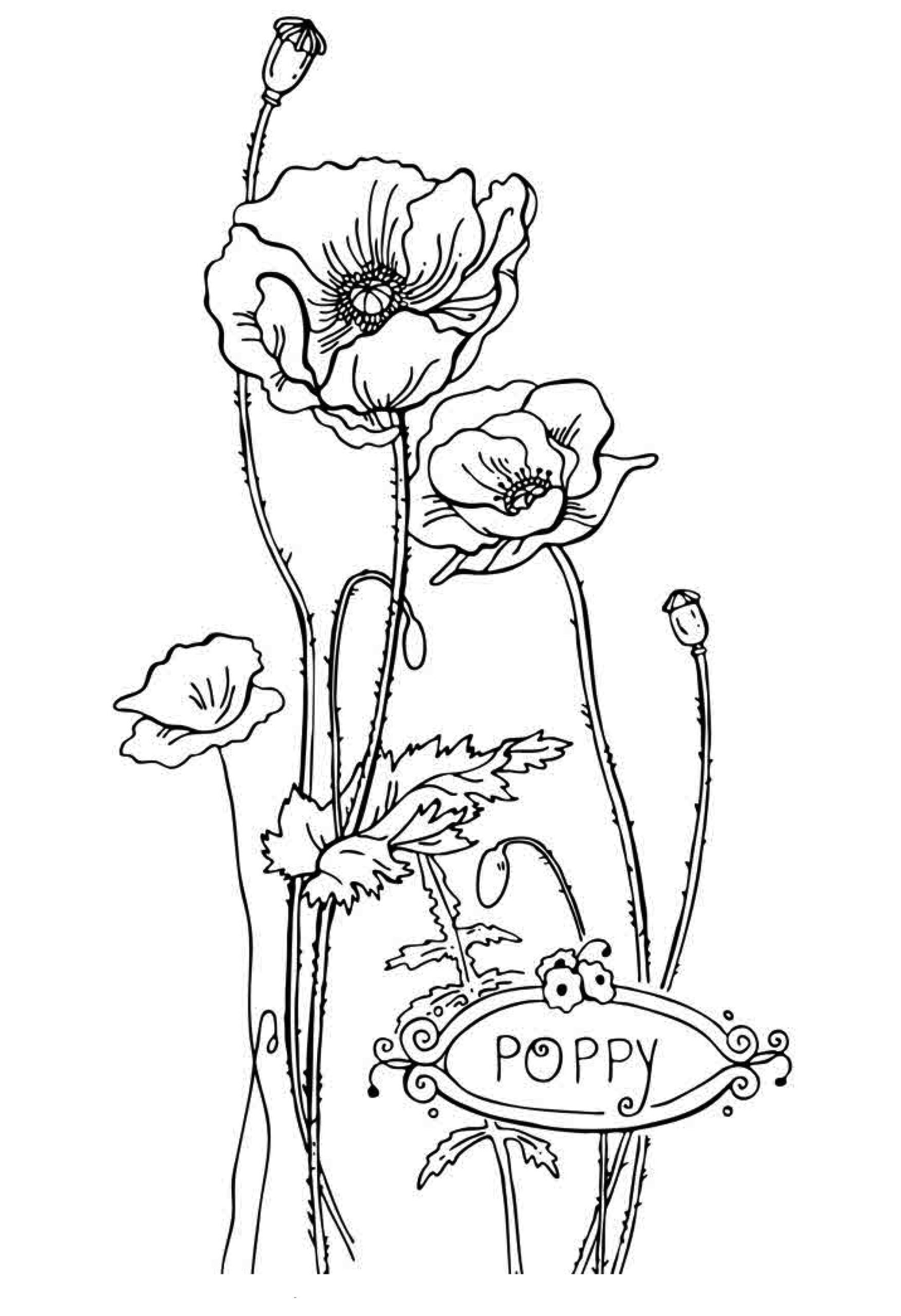 Free Printable Flower Coloring Pages For Kids Best Coloring Pages For Kids