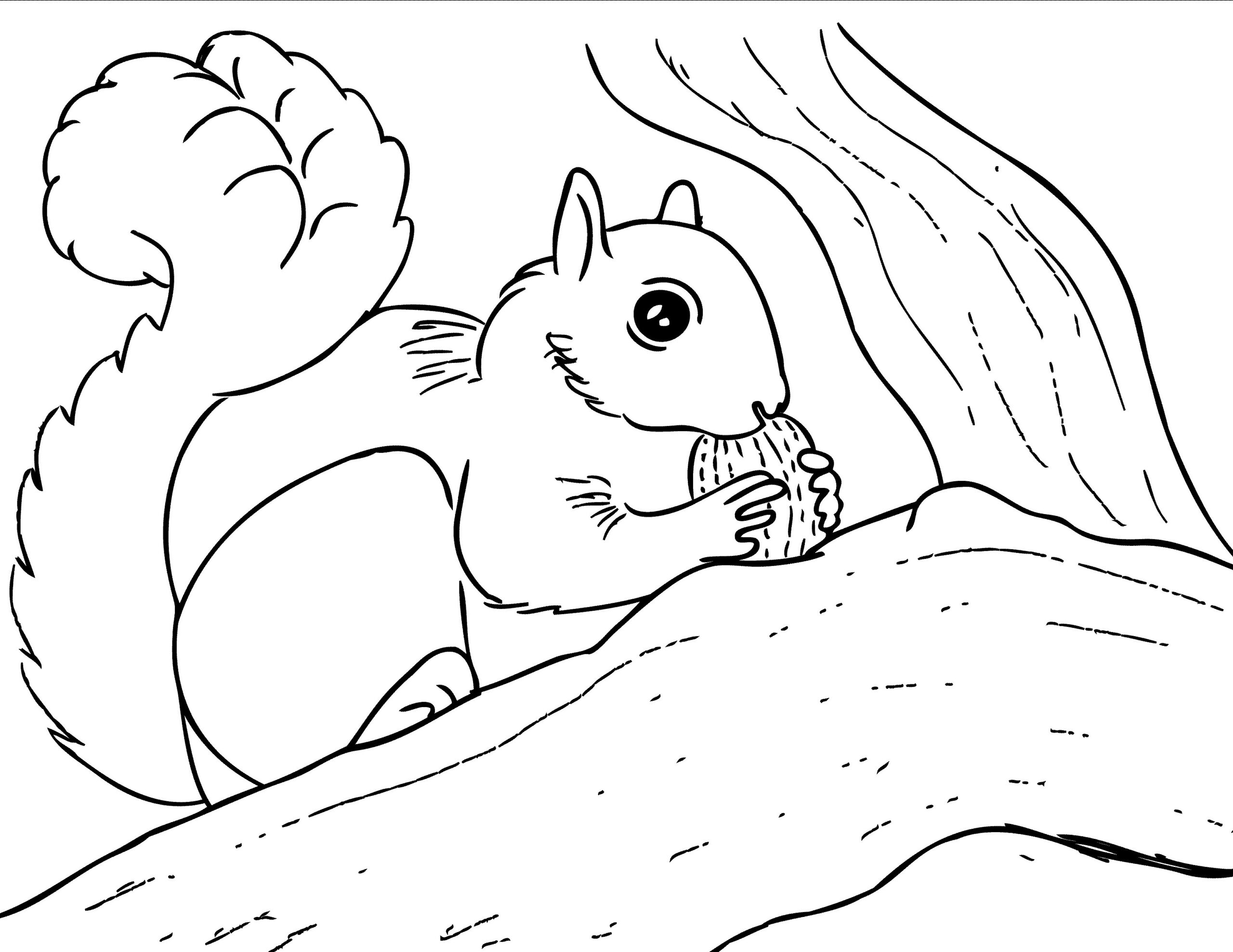 Free Printable Squirrel Coloring Pages For Kids Animal Place
