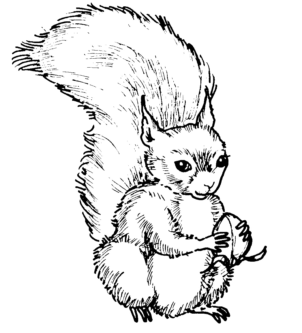 Free Printable Squirrel Coloring Pages For Kids Animal Place