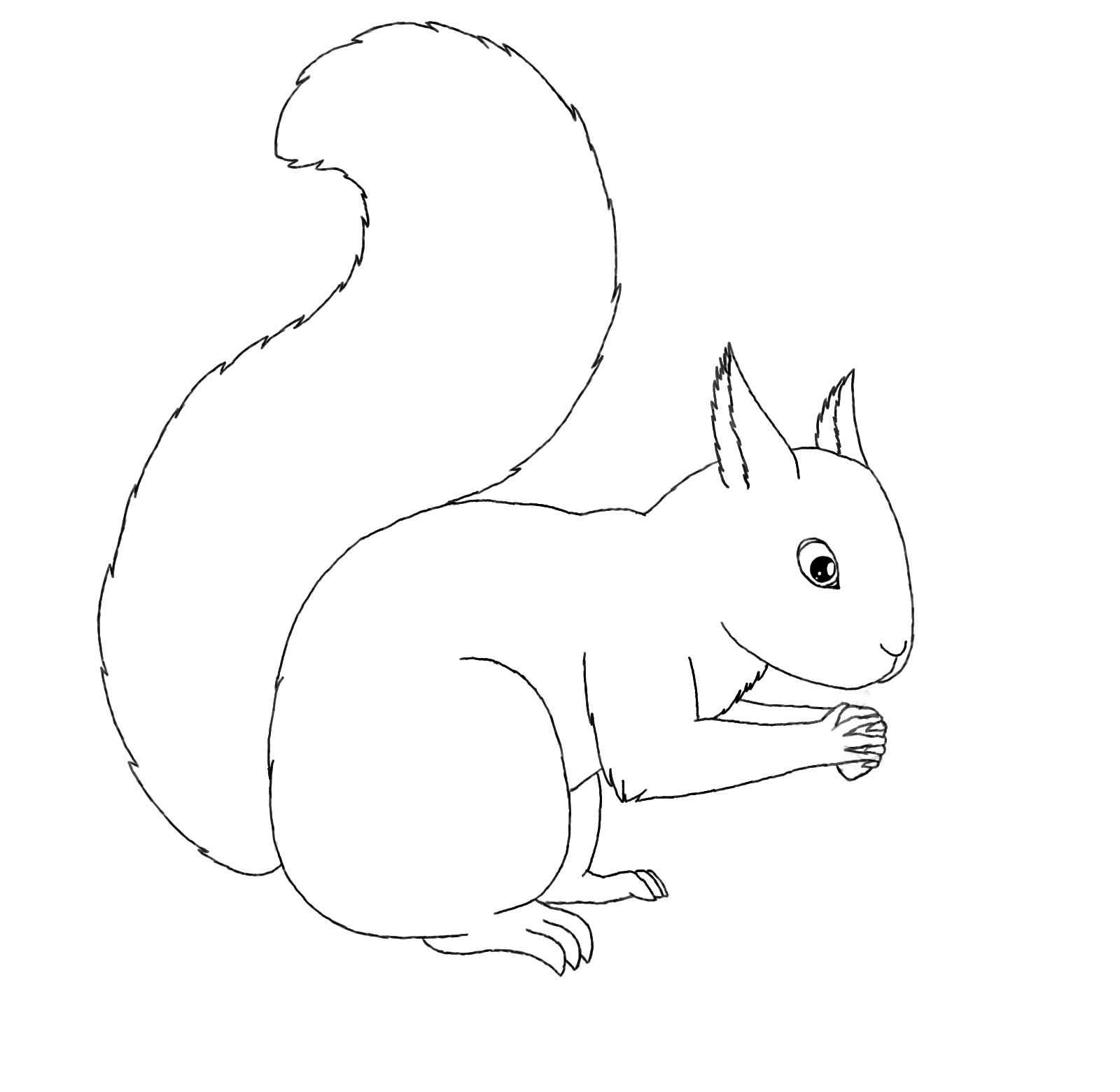 Free Printable Squirrel Coloring Pages For Kids Animal Place