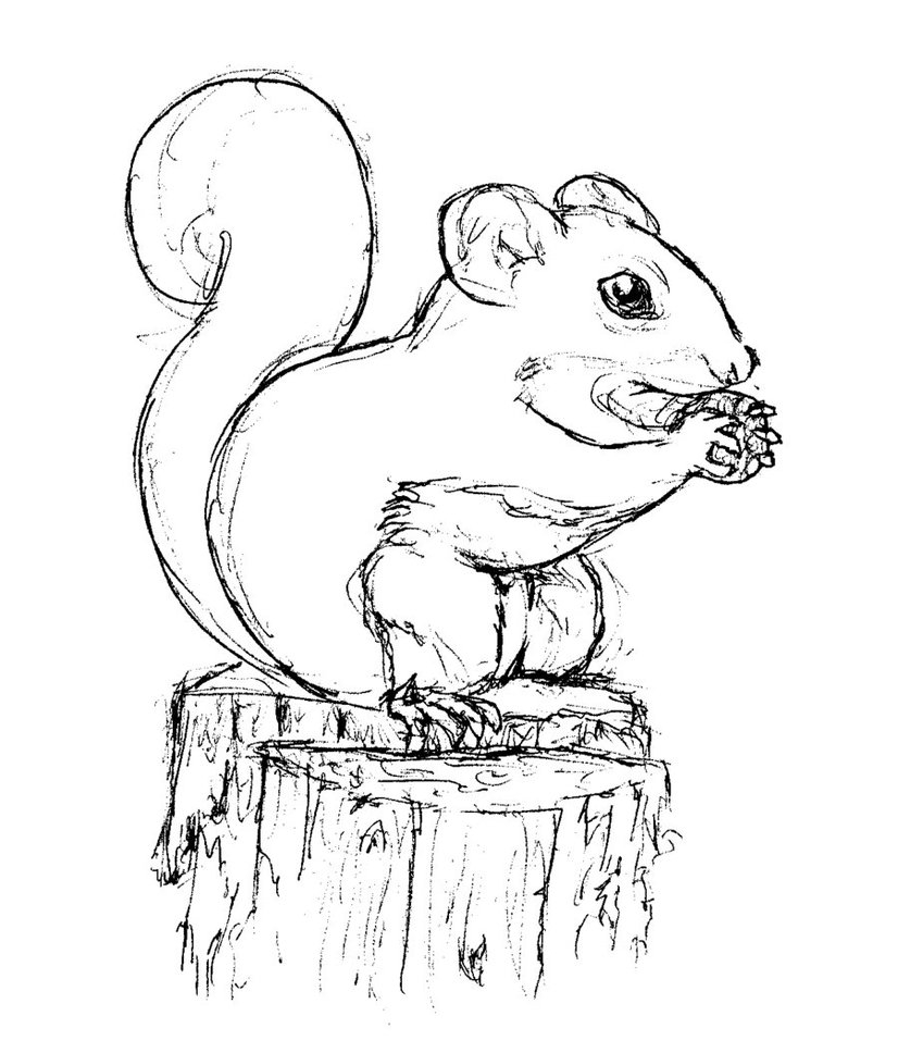 Squirrel Coloring Page