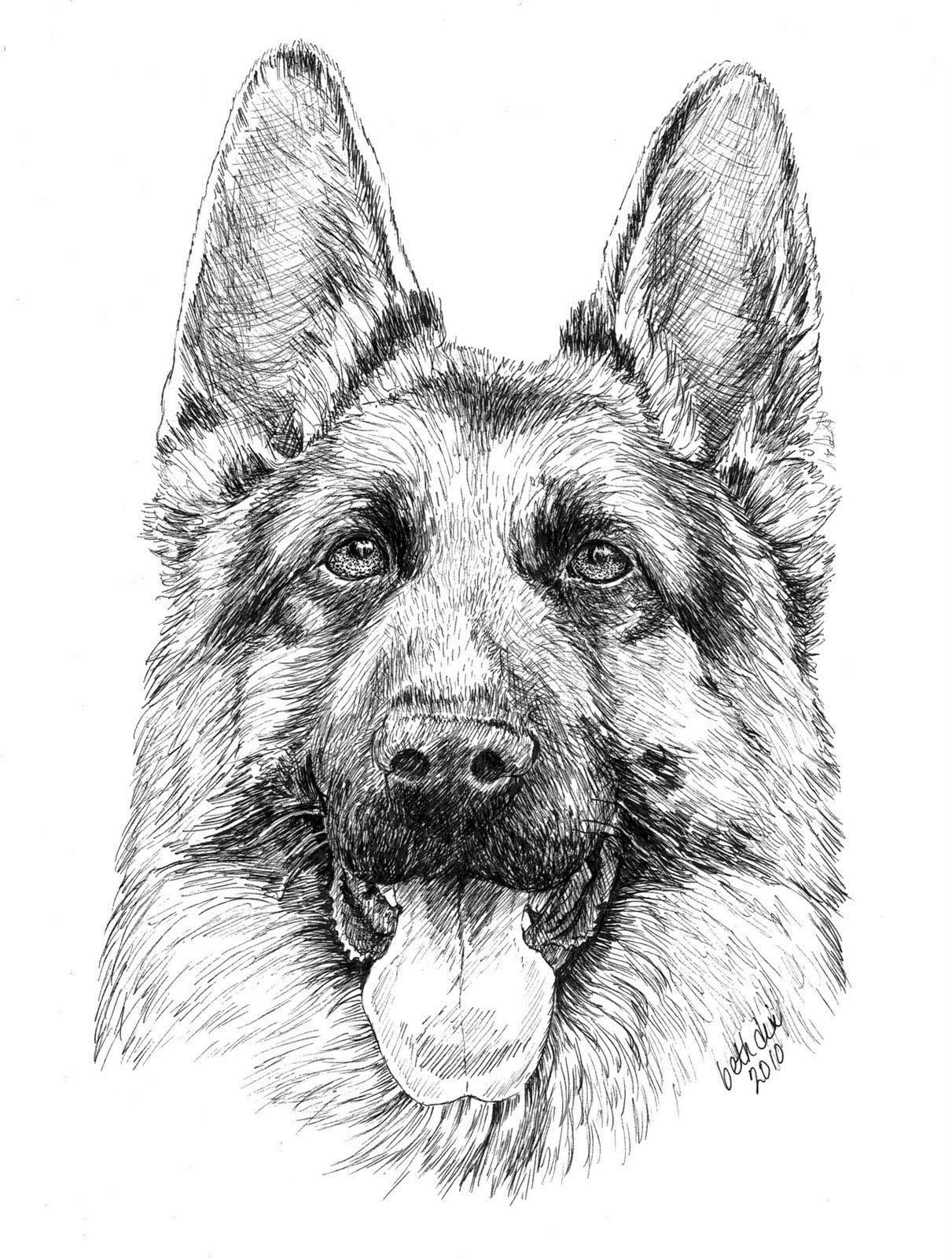 German Shepherd Coloring Pages Best Coloring Pages For Kids