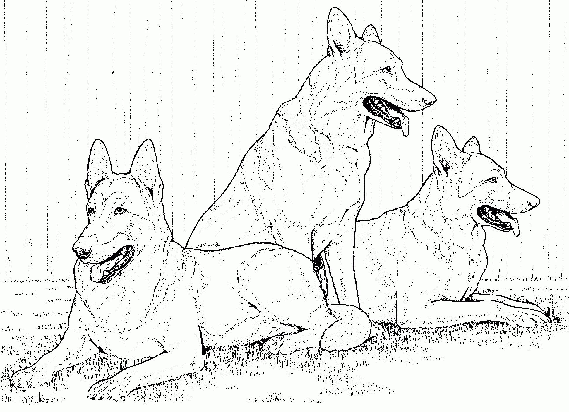 German Shepherd Coloring Pages Best Coloring Pages For Kids