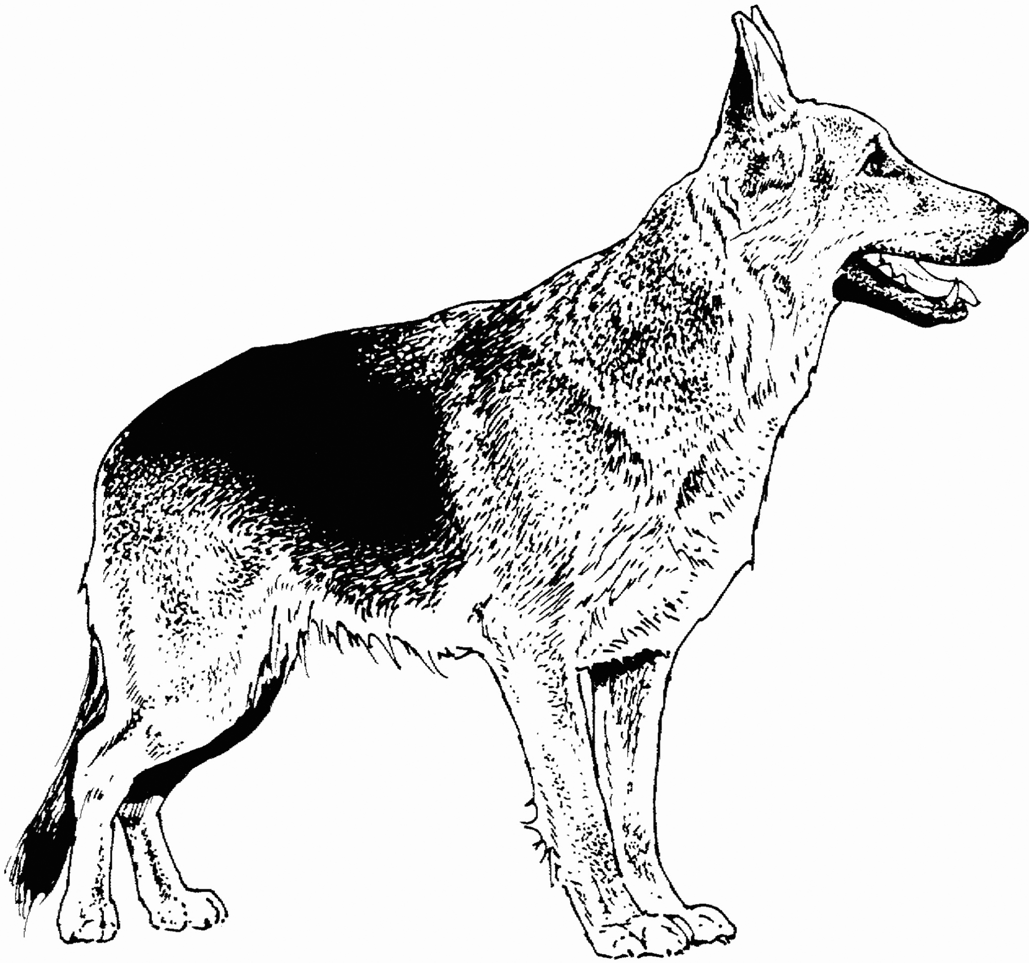 German Shepherd Coloring Pages Best Coloring Pages For Kids