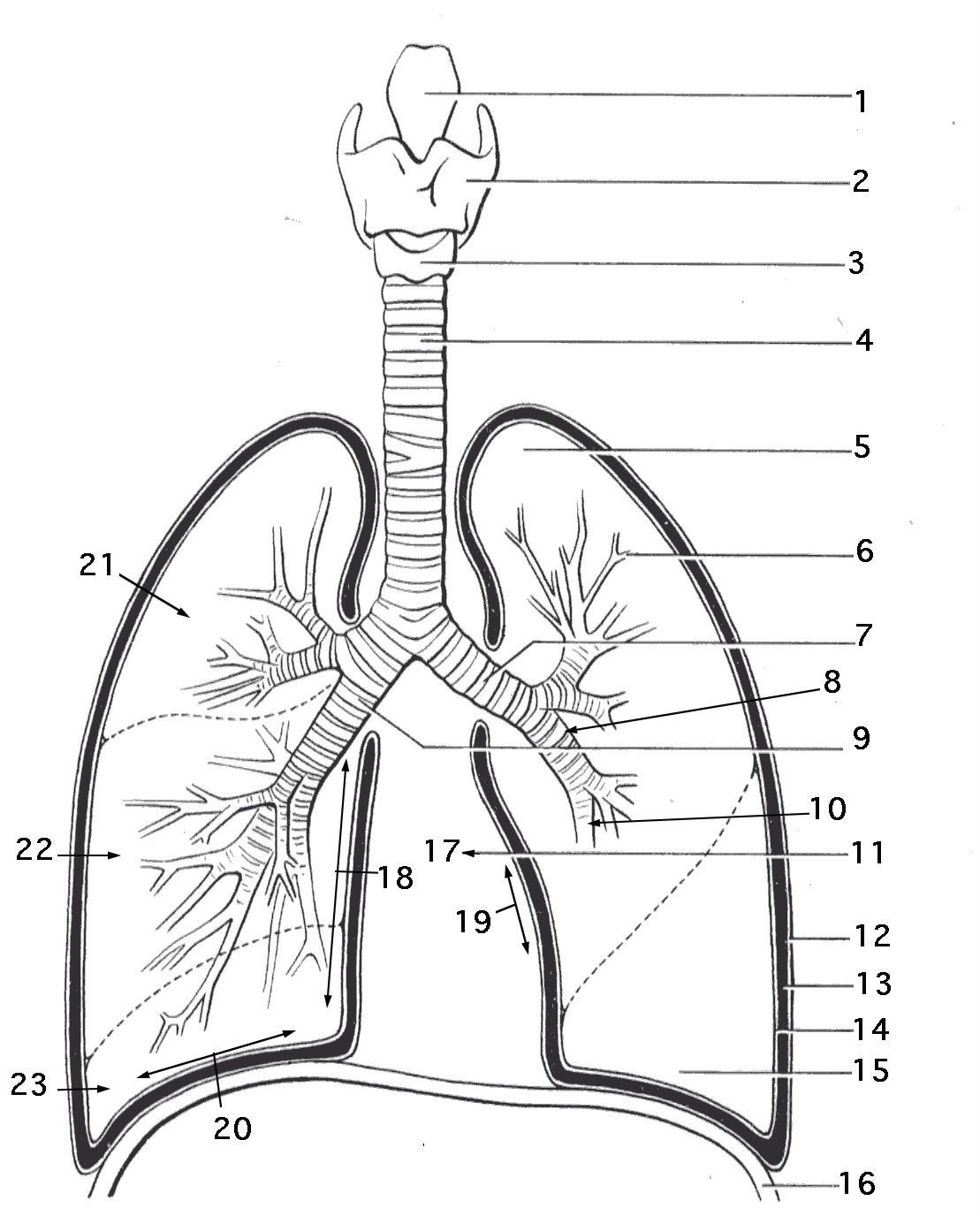 Lungs Coloring Pages