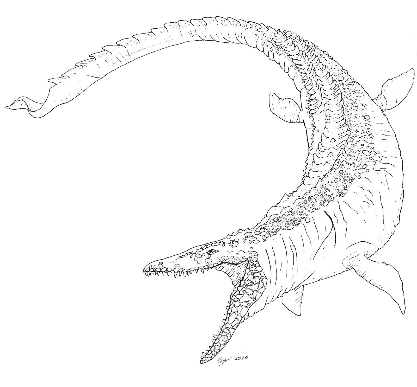 Mosasaurs Coloring Pages Christopher Myersa S Coloring Pages
