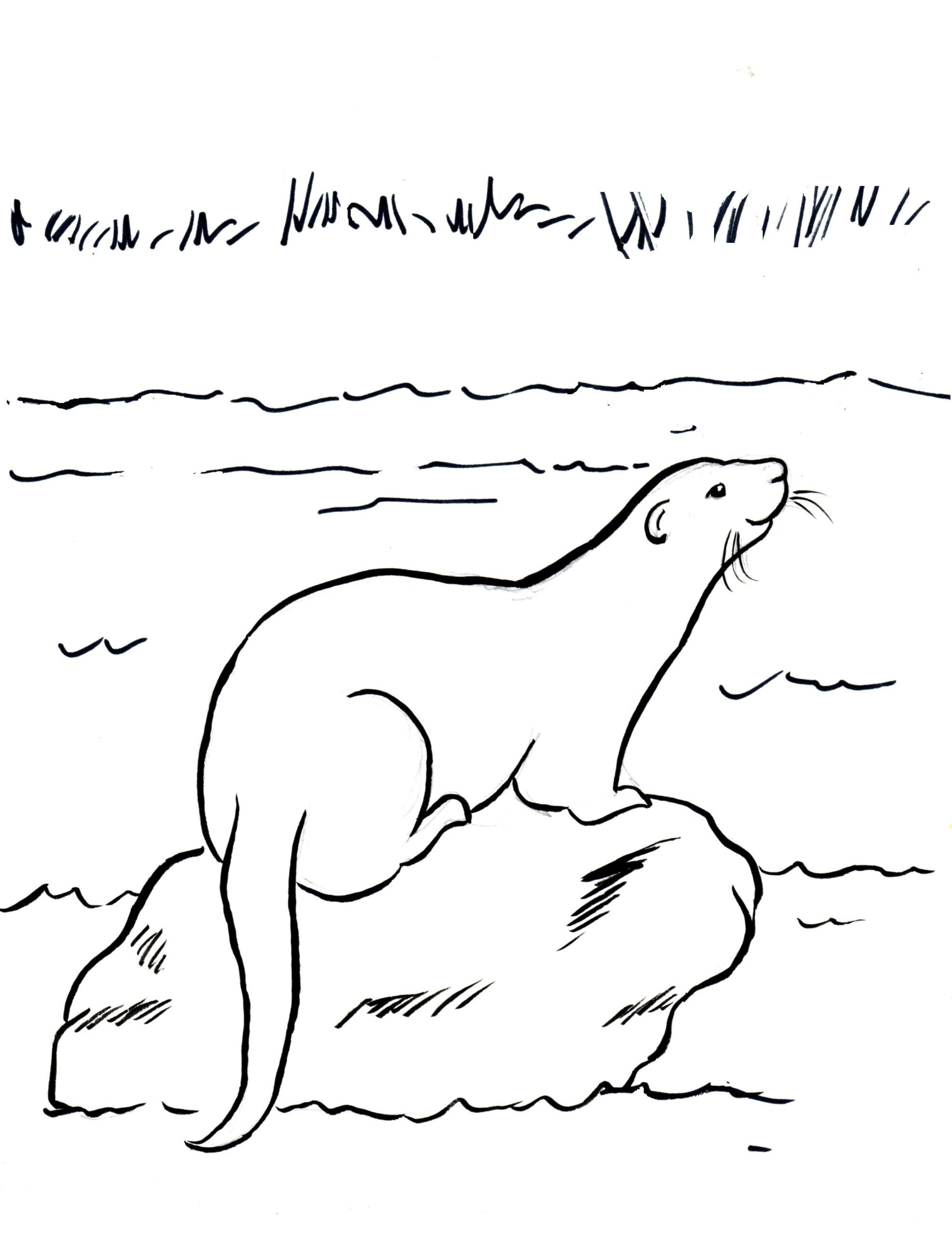 Otter Coloring Pages Best Coloring Pages For Kids