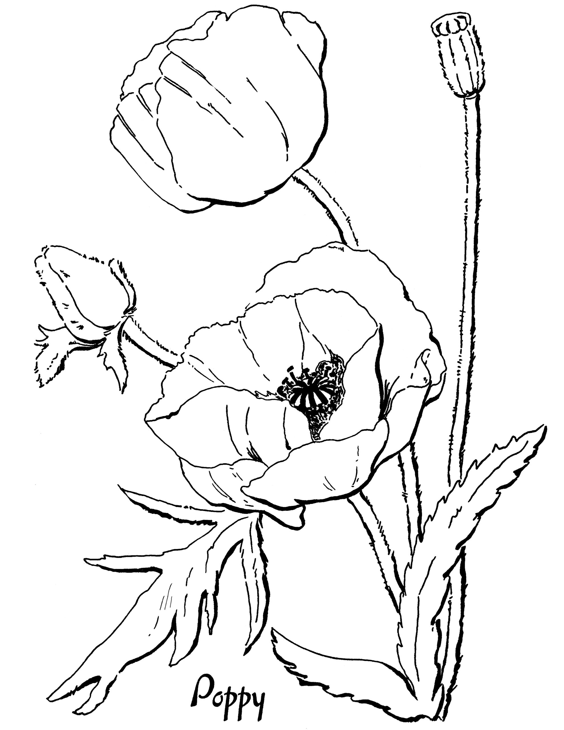 Poppy Coloring Page For Adults The Graphics Fairy