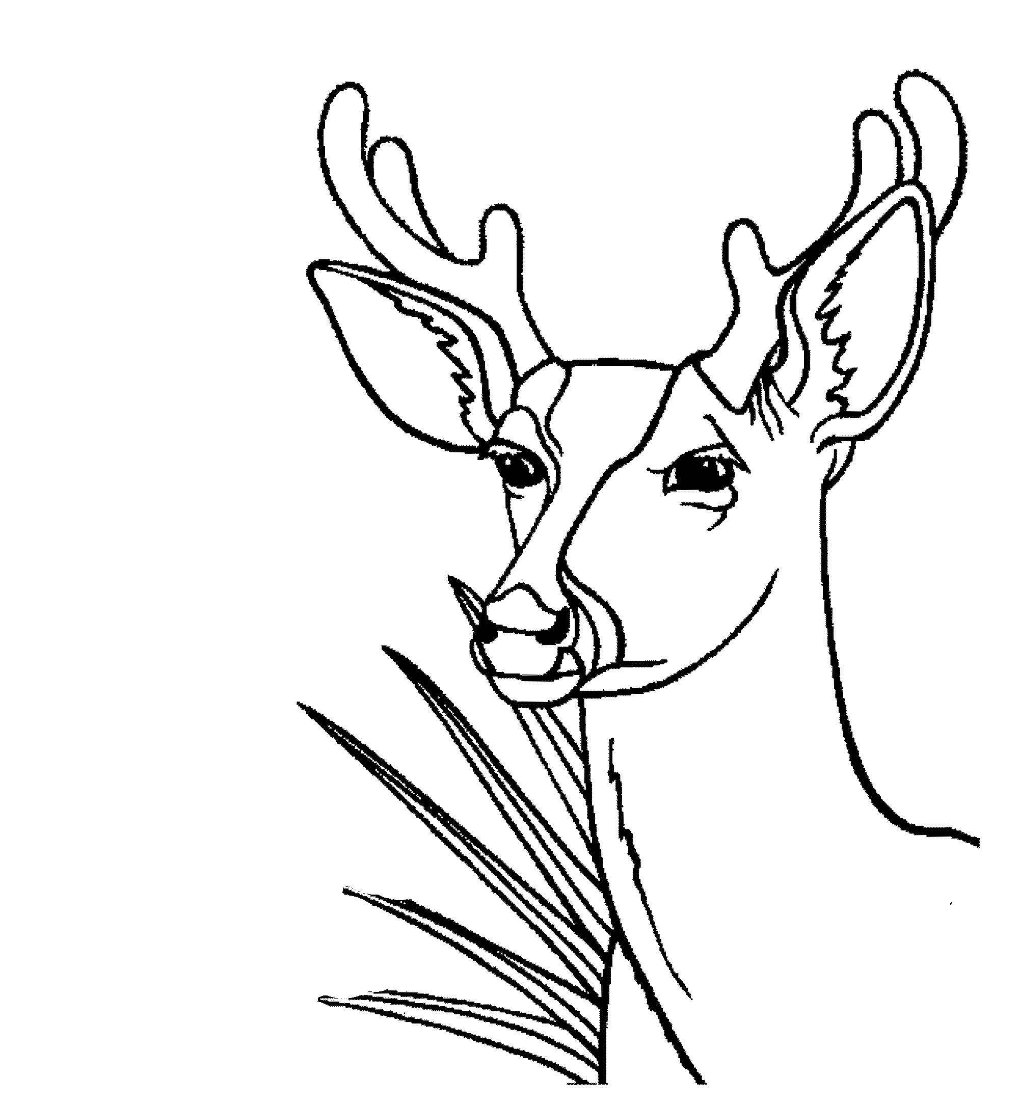 Print Download Deer Coloring Pages For Totally Enjoyable Leisure Time Activity