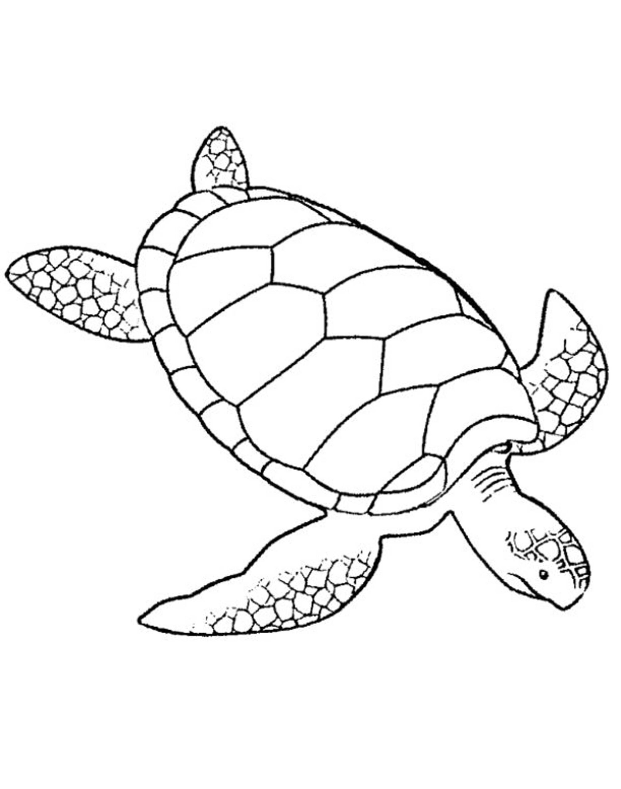 Print Download Turtle Coloring Pages As The Educational Tool