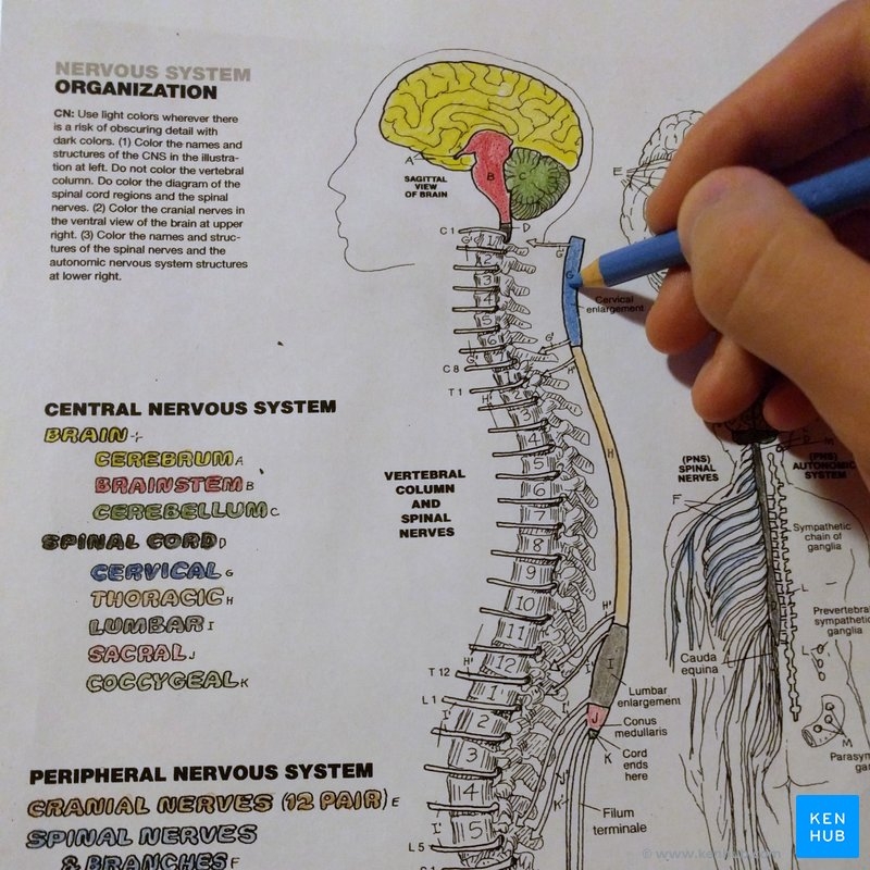 Printable Emt Anatomy Worksheets Simple Diagram Of Human Heart With Labels