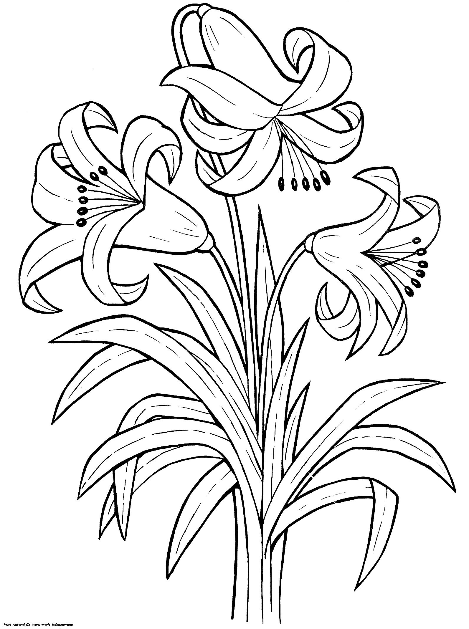Printable Lily Flower Coloring Pages K5 Worksheets Printable Flower Coloring Pages Flower