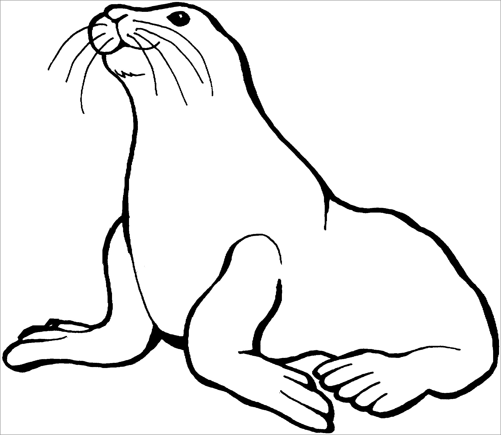 Seal Coloring Pages ColoringBay