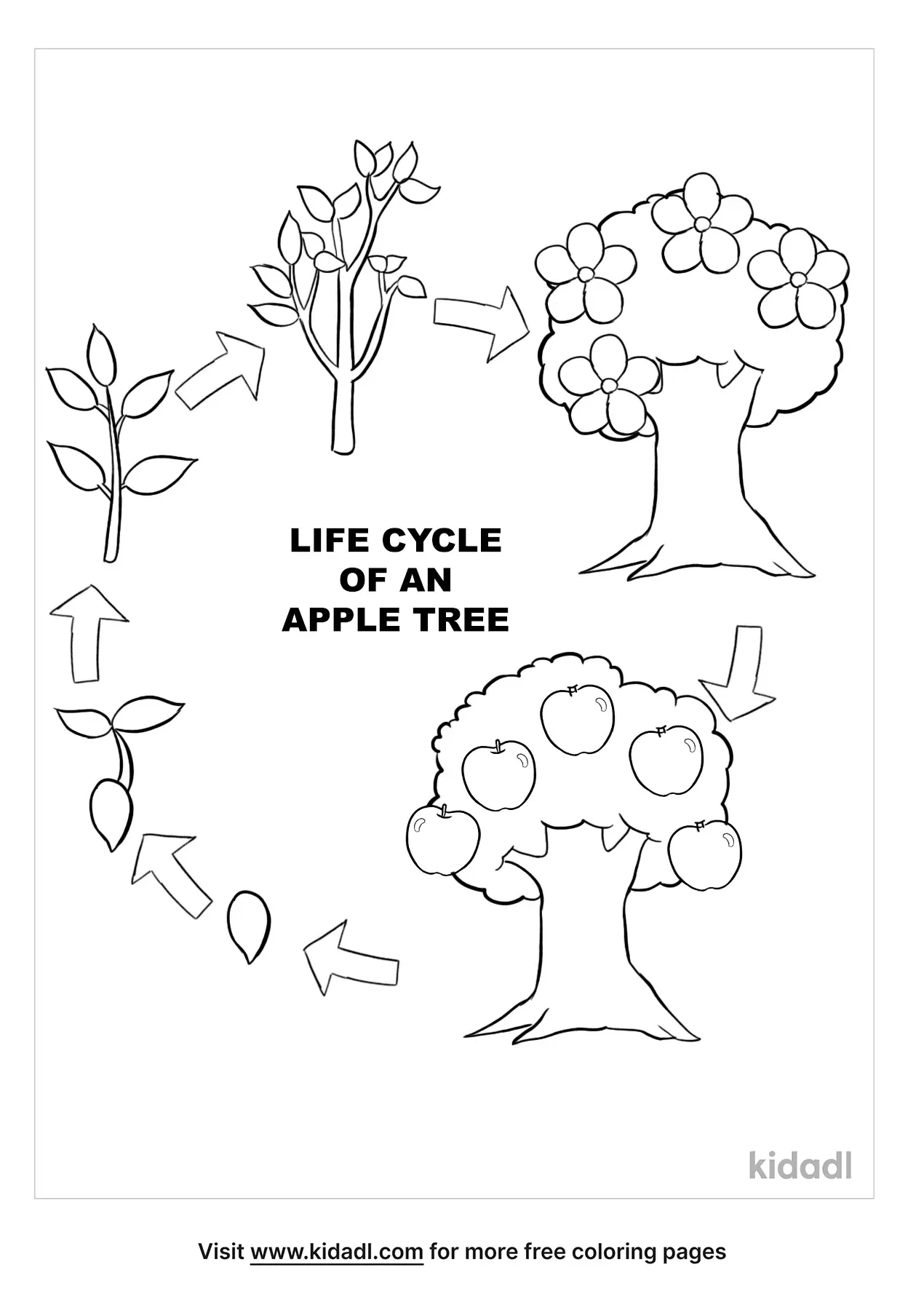 Tree Life Cycle Coloring Page