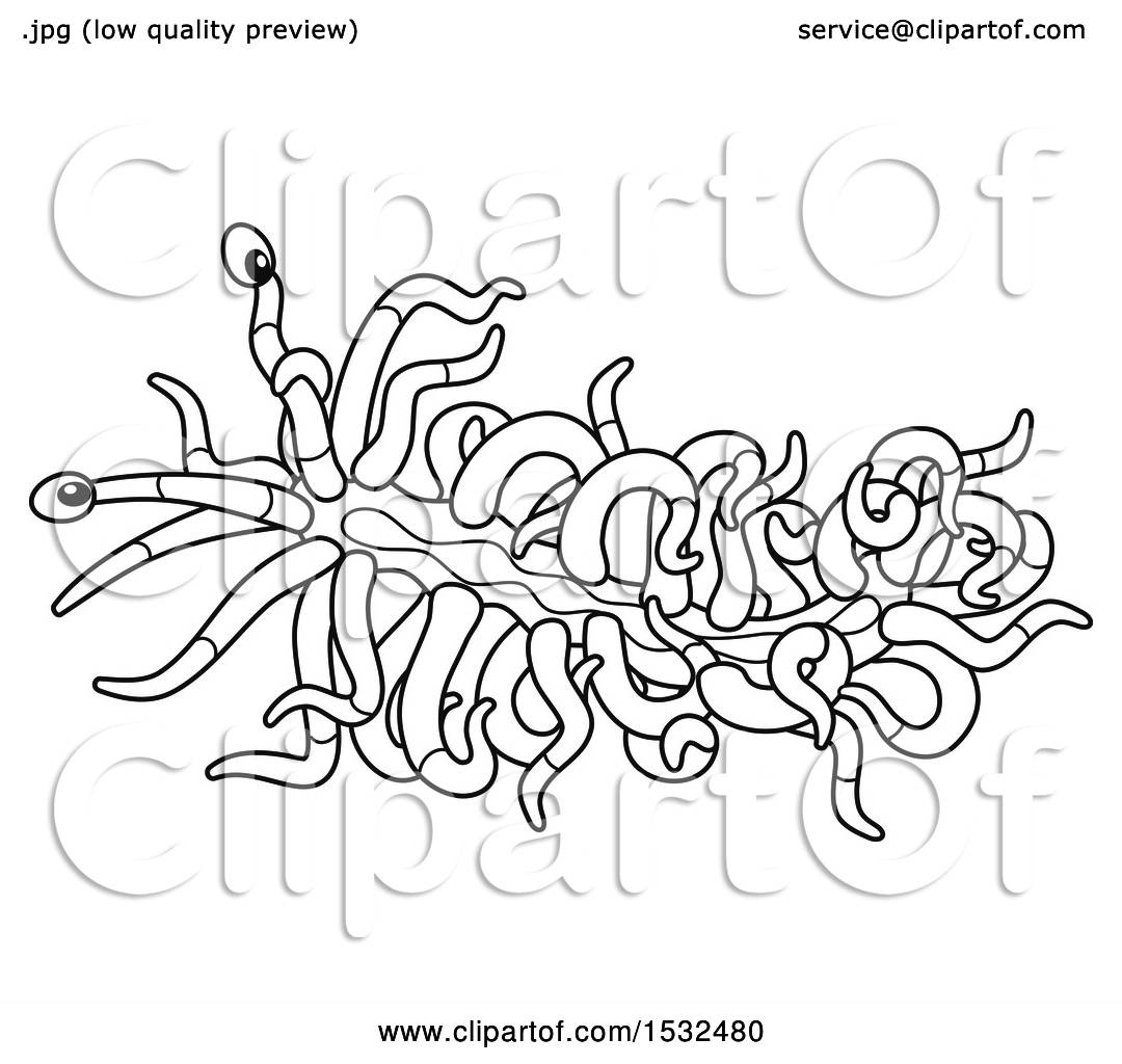 18 Nudibranch Coloring Pages Printable Coloring Pages