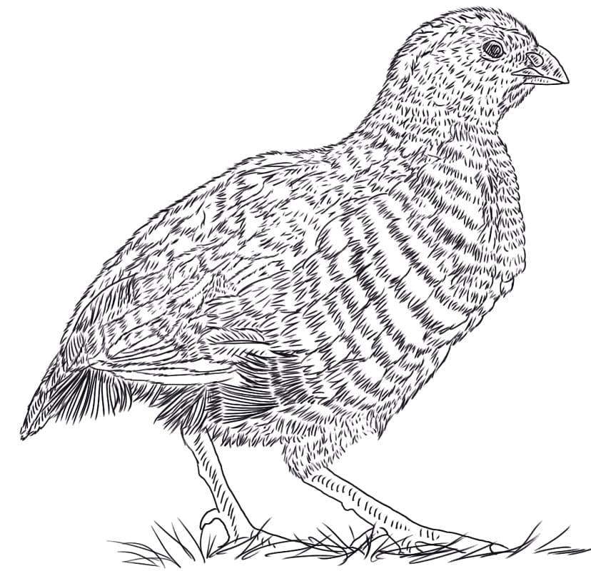 18 Quail Coloring Pages
