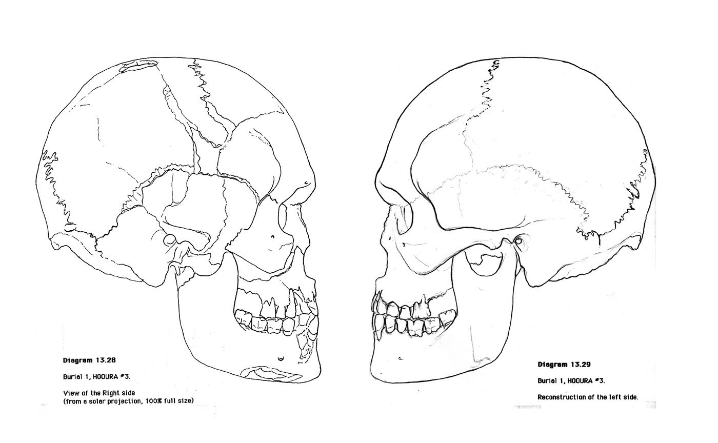 29 Anatomy Coloring Pages Bones Pics Download DIagrams