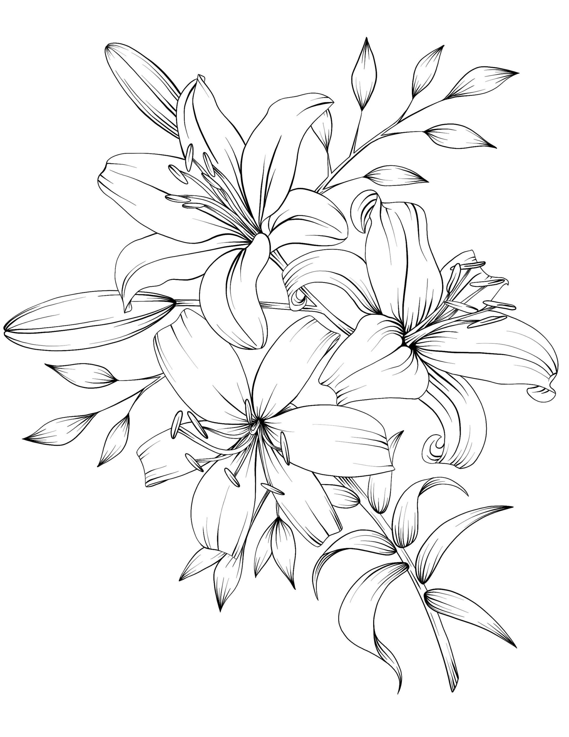 91 Free Printable Tiger Lily Coloring Pages DerrinMedet