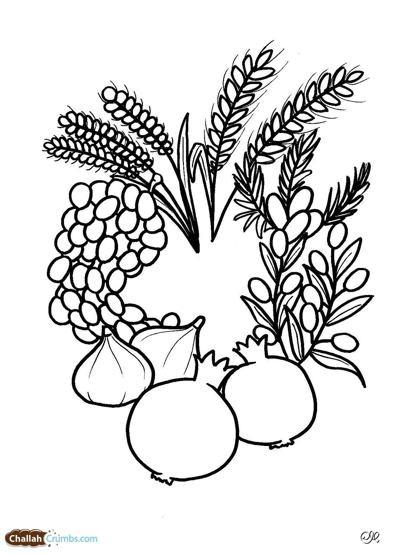 A Great Seven Species Coloring Sheet Tu B Shevat Jewish Crafts Coloring Pages Jewish Art