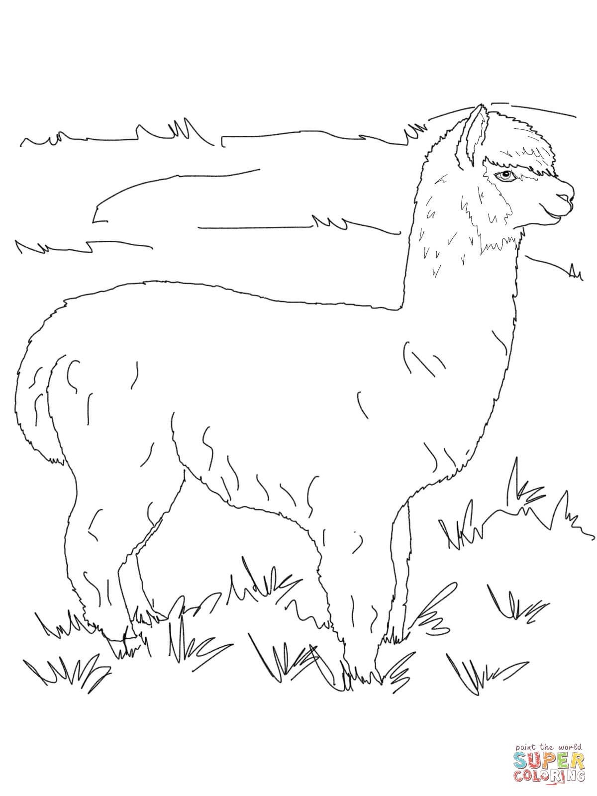 Alpaca Coloring Page
