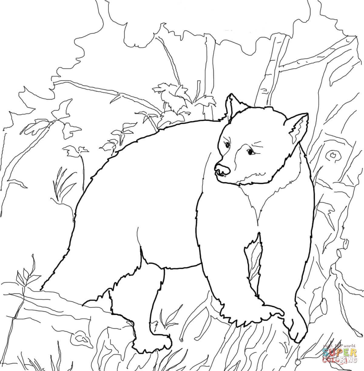 American Black Bear Coloring Page Coloring Home