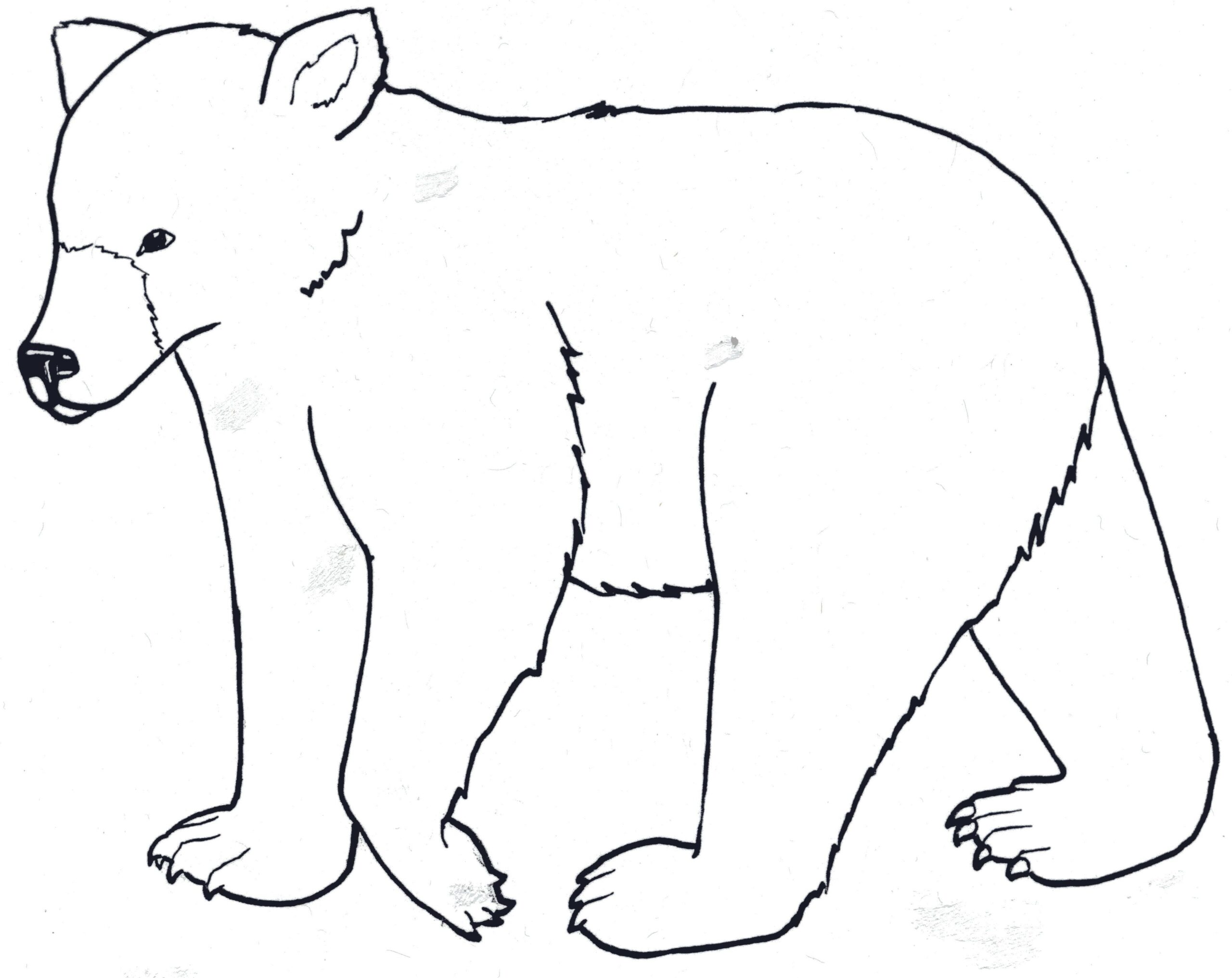 American Black Bear Coloring Page Coloring Home