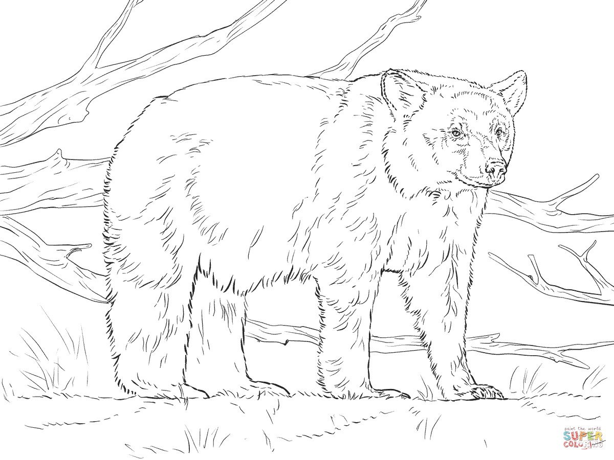 American Black Bear Coloring Page Coloring Home