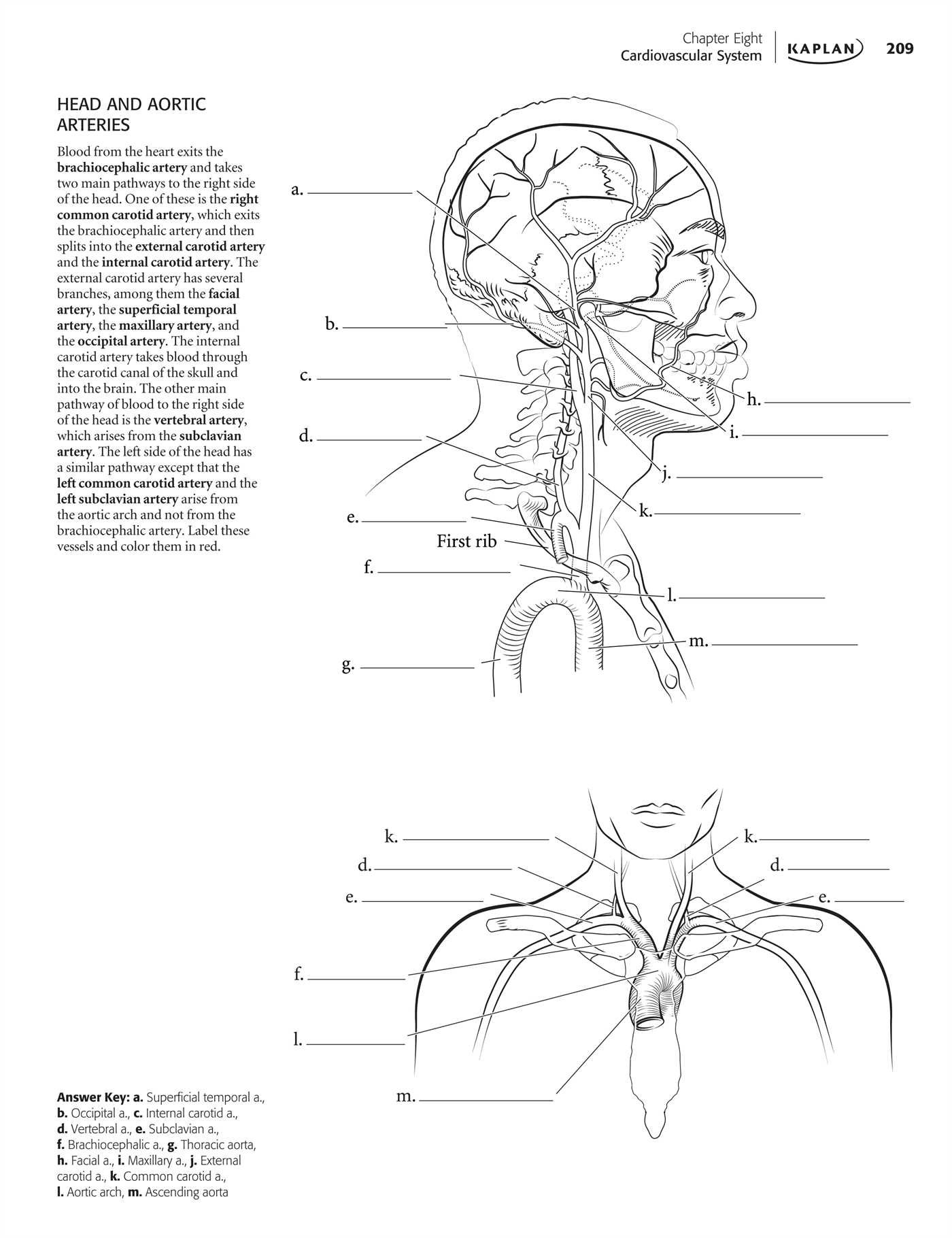 Anatomy Coloring Book Pages Free Printable Sketch Coloring Page