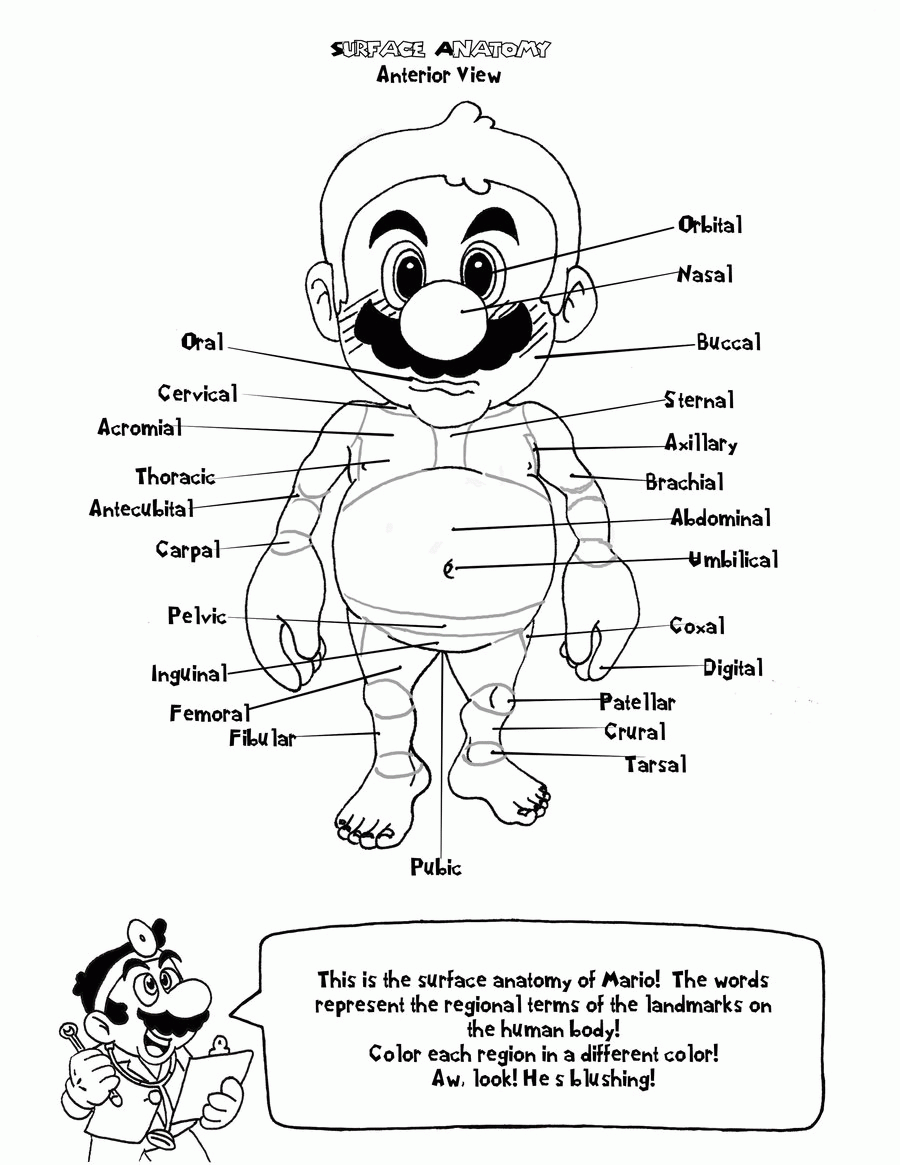 Anatomy Coloring Pages For Kids Coloring Home