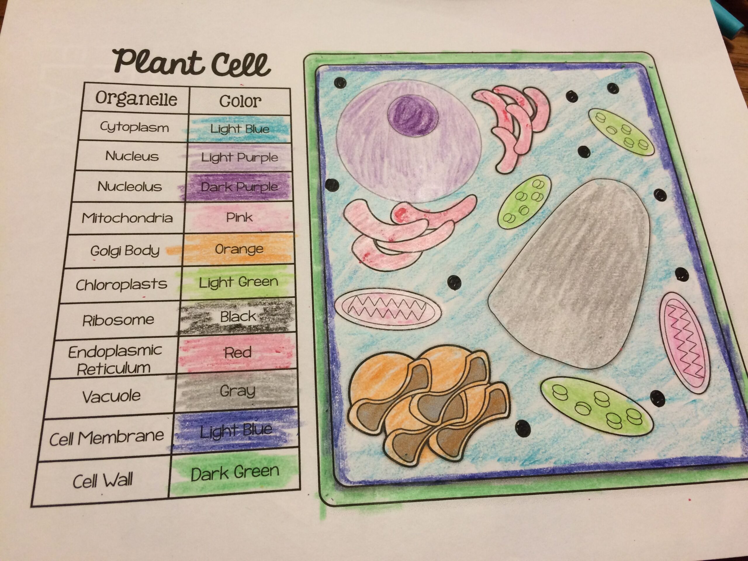Animal And Plant Cell Match And Color Pages FREEBIE Science Cells Plant Cell Plant And
