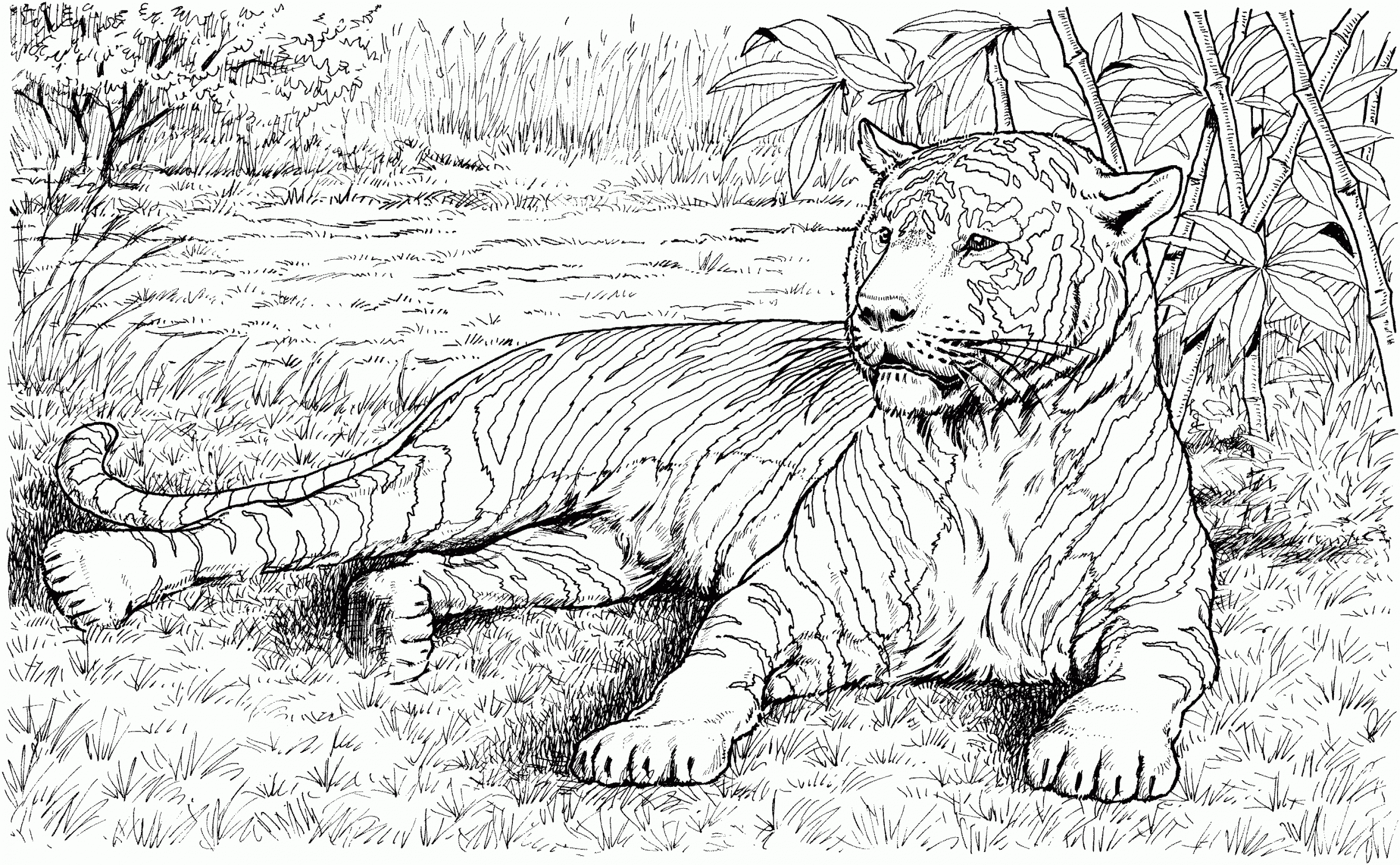 Animal Coloring Pages Free Printable Realistic