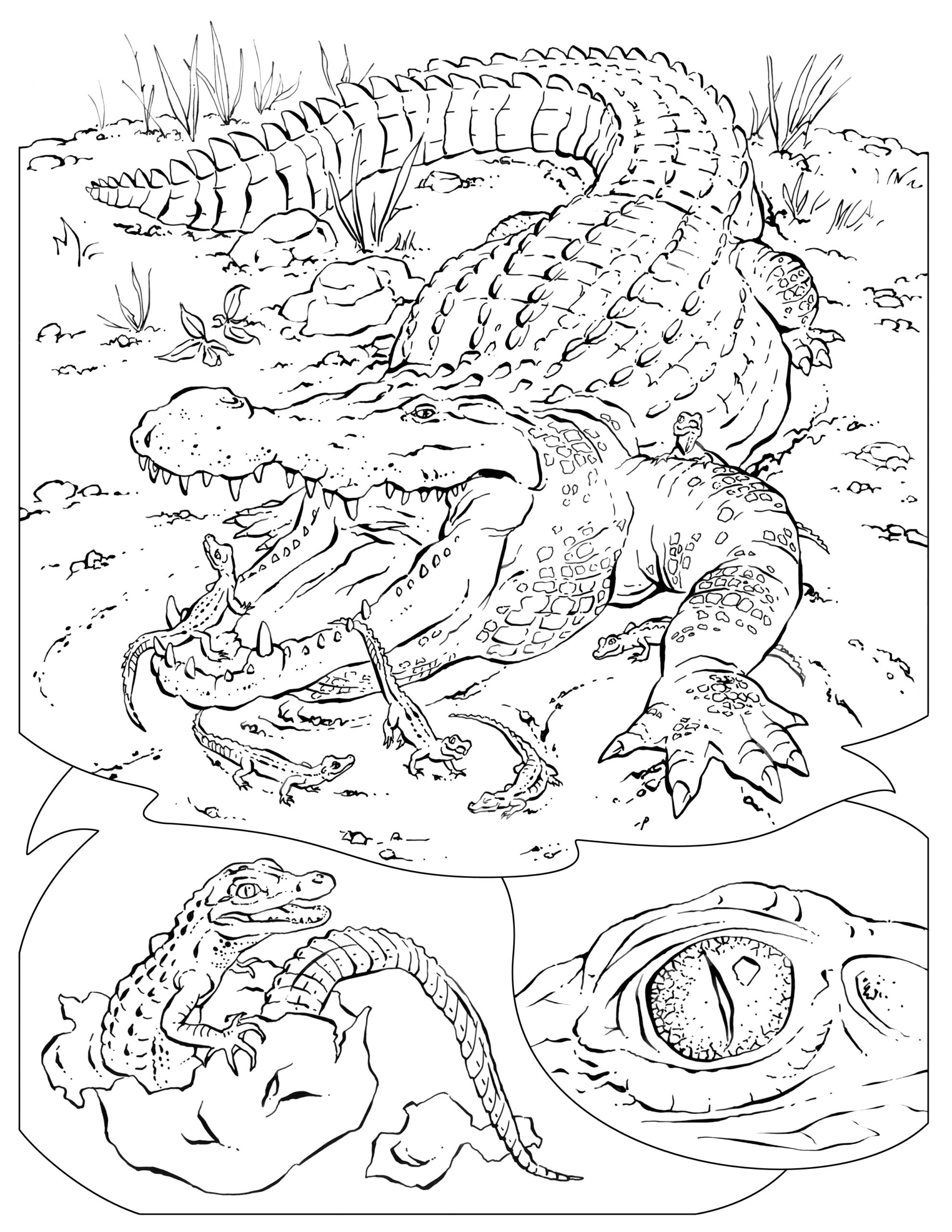 Animal Habitat Coloring Pages At GetColorings Free Printable Colorings Pages To Print And