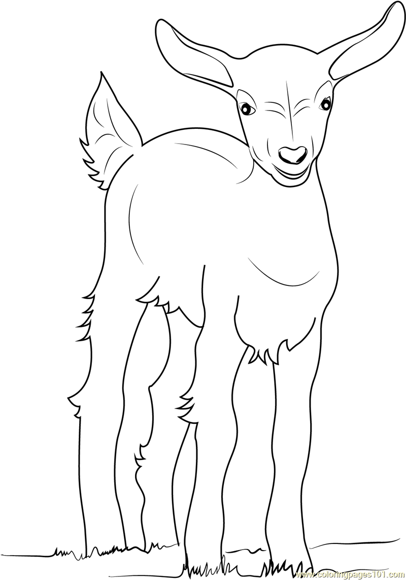 Baby Goat Coloring Pages Coloring Pages