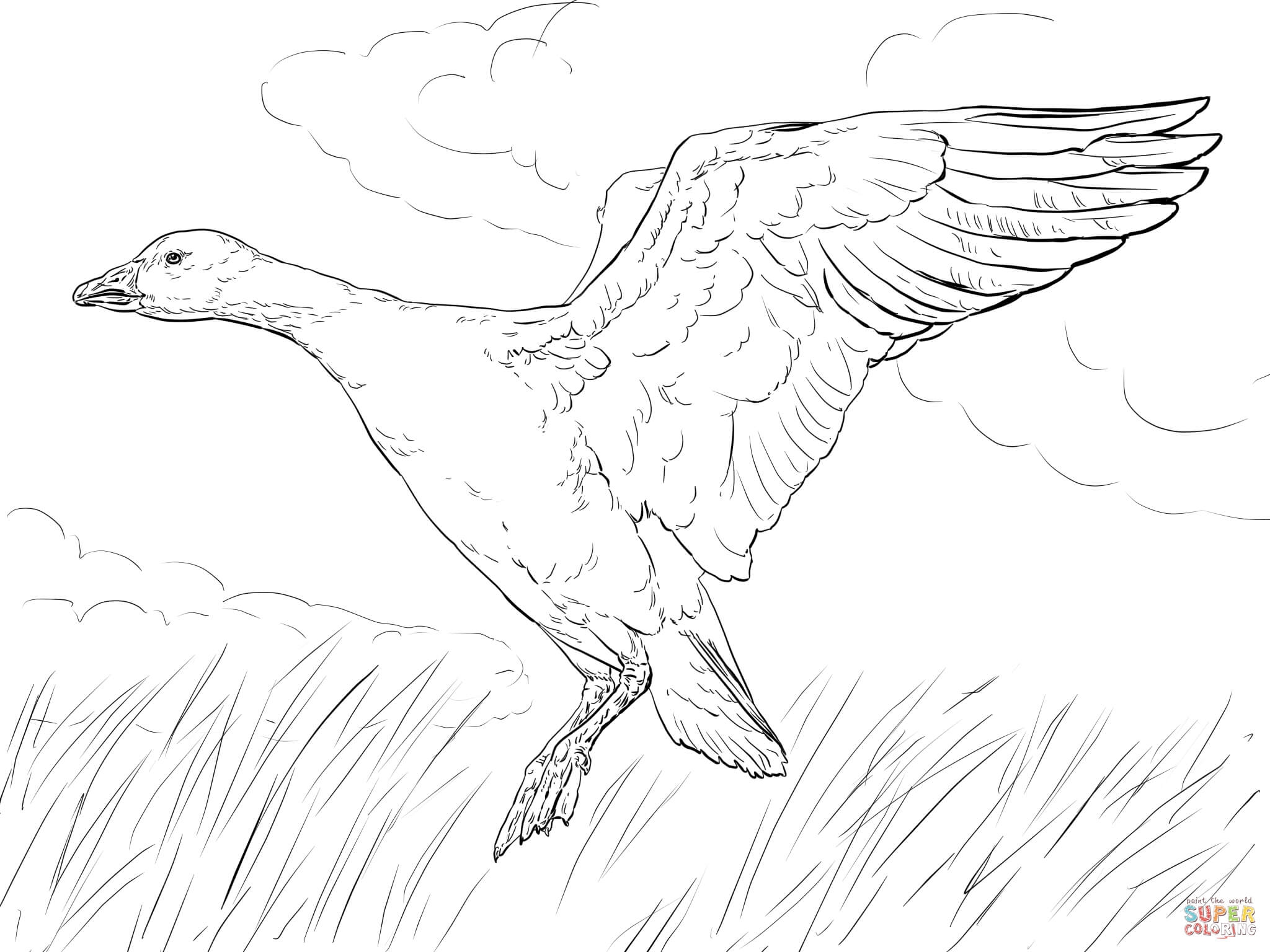 Baby Goose Coloring Page Coloring Home