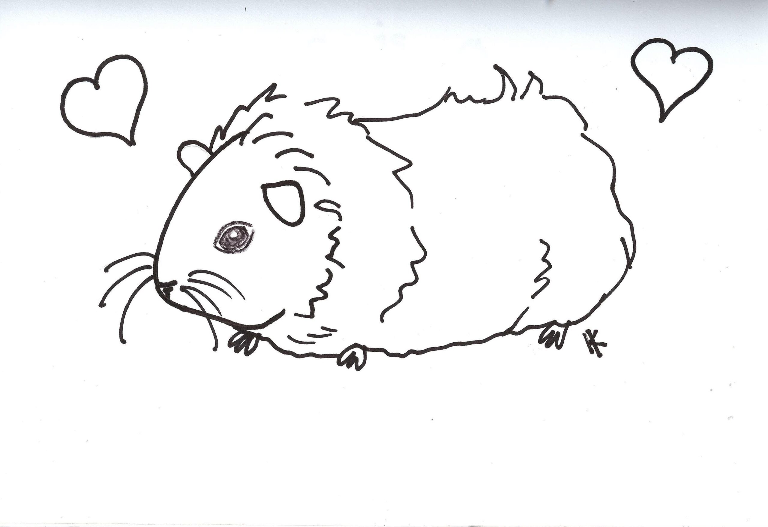 Baby Guinea Pig Coloring Pages Guinea Pigs Are So Cute And Fluffy And Make Great Pets