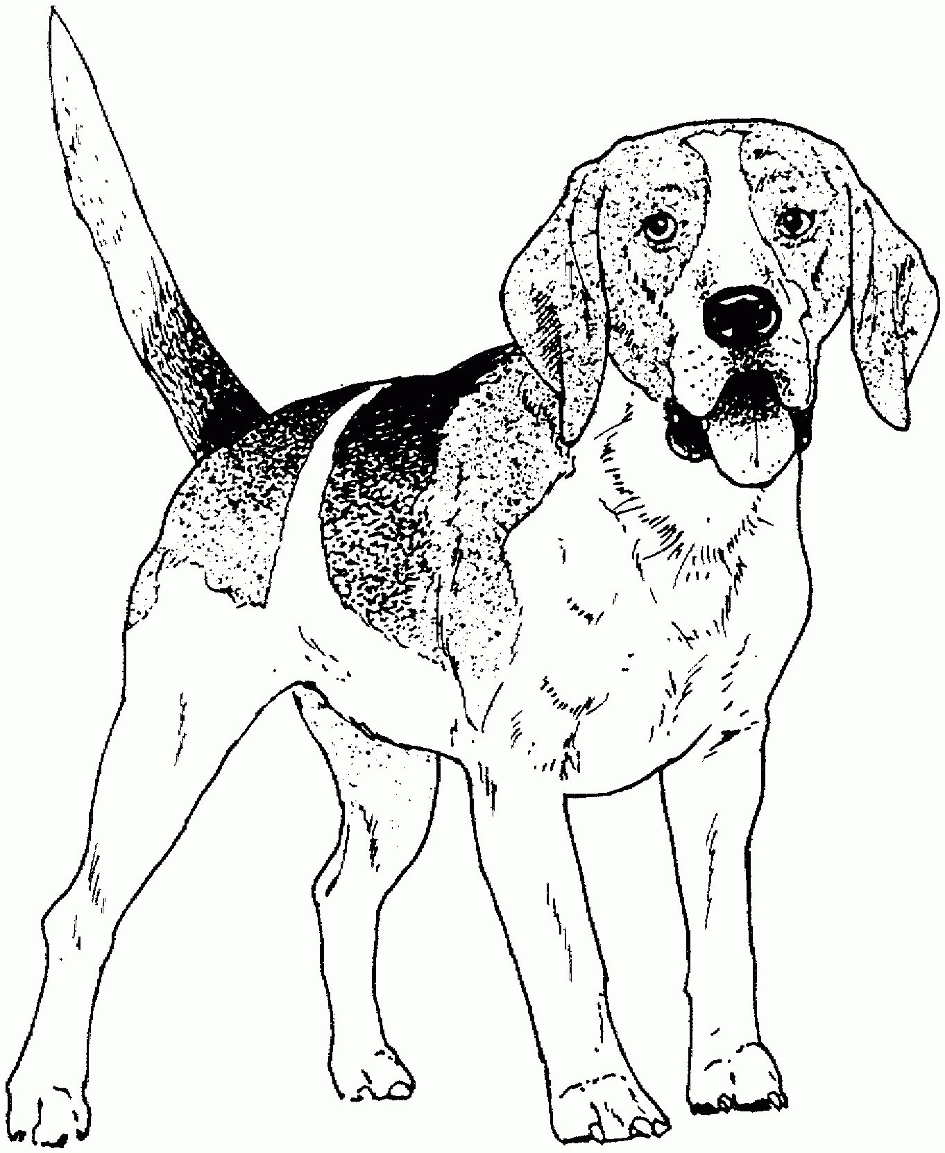 Beagle Coloring Pages To Download And Print For Free