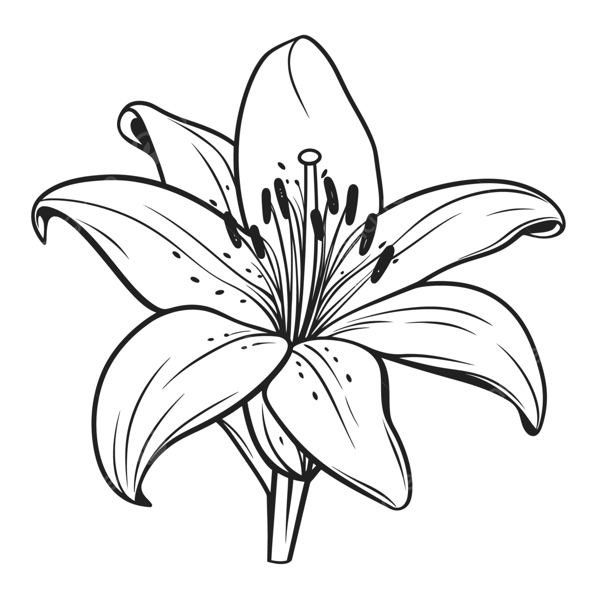 Black And White Lily Flower Coloring Pages Outline Sketch Drawing Vector Flower Drawing Wing