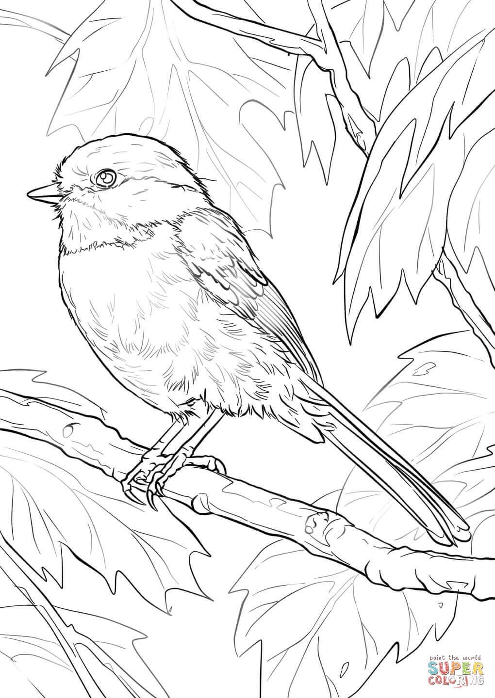 Black Capped Chickadee Coloring Page Free Printable Coloring Pages Bird Coloring Pages