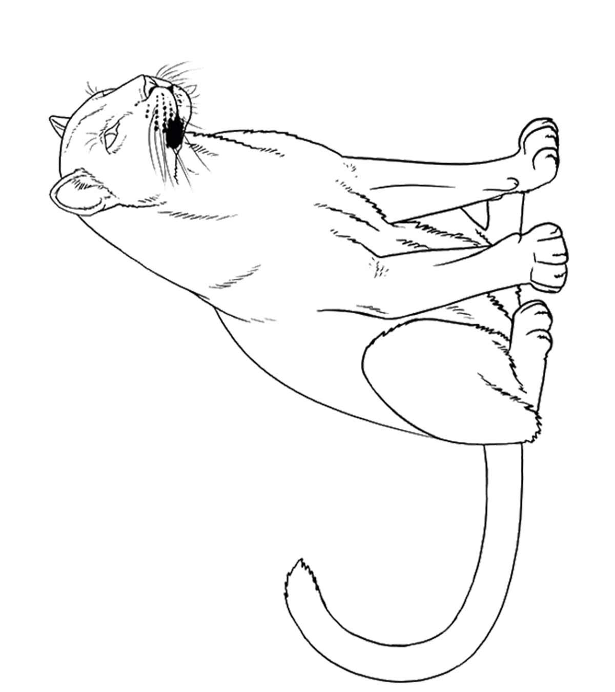 Black Panther Animal Coloring Pages