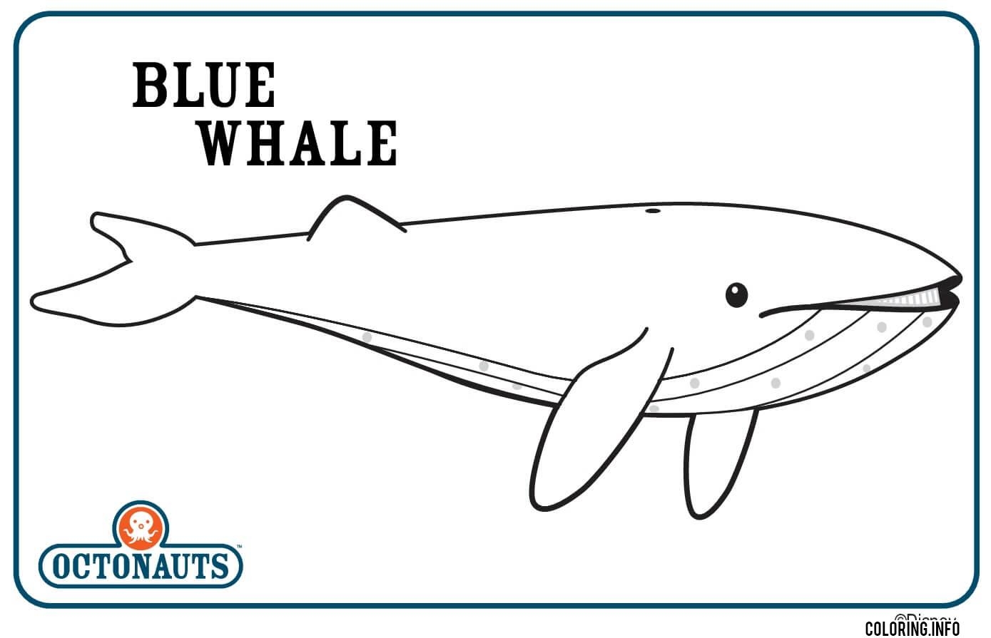 Blue Whale Coloring Page Printable