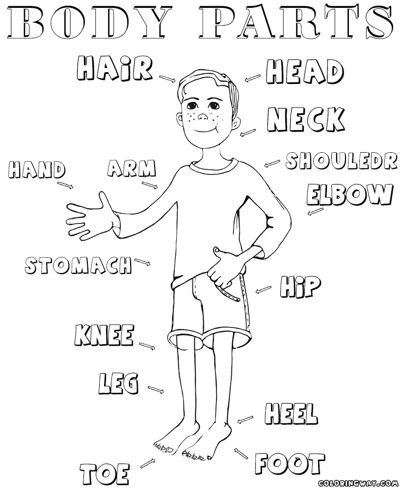 Body Parts Coloring Pages At GetColorings Free Printable Colorings Pages To Print And Color